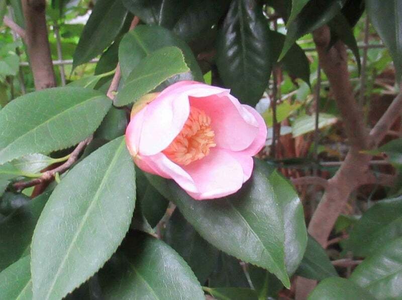 今日の俳句 冬椿｜重翁