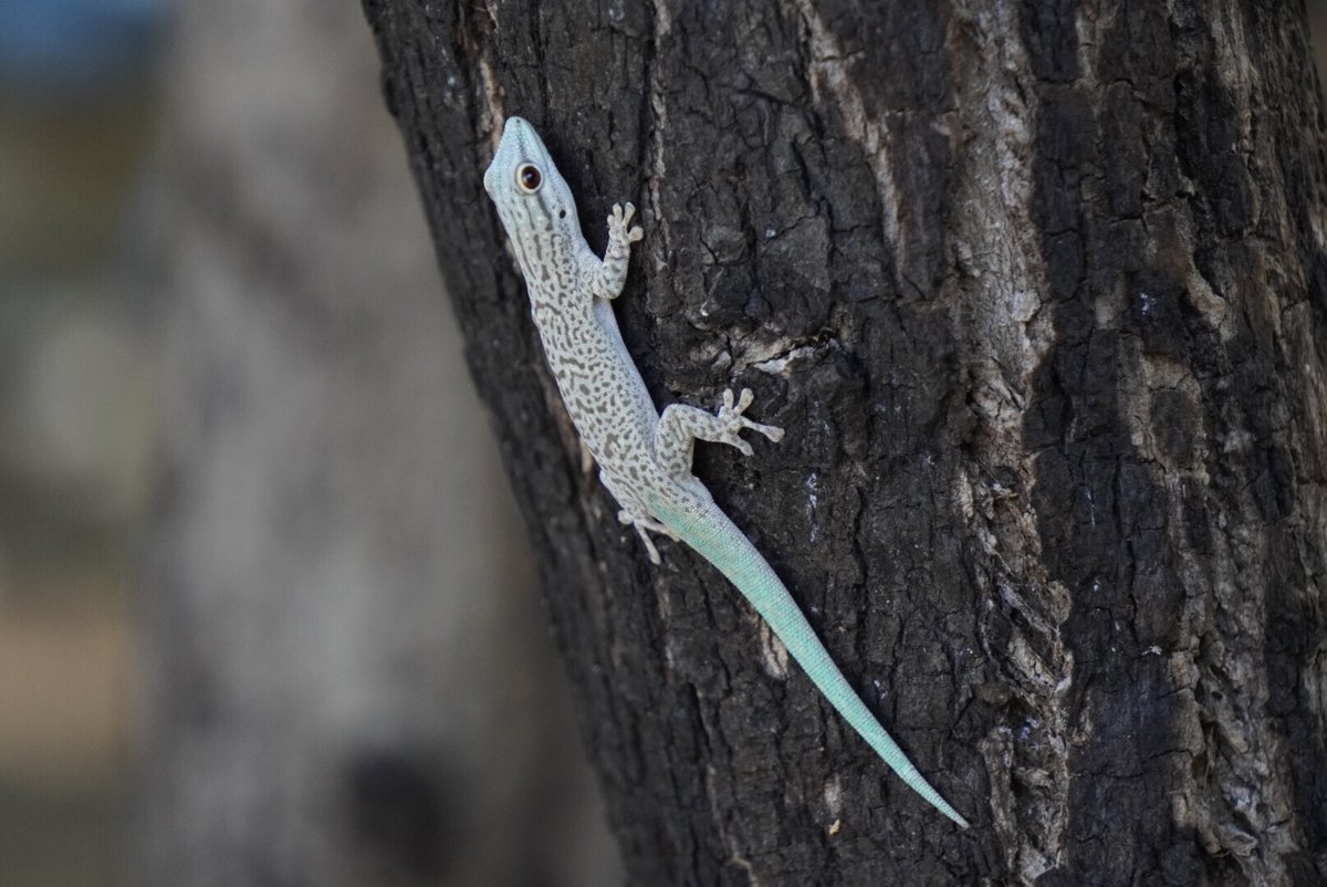 ピースボートV119 ２９ 自主企画 前半に出会った動物た｜80(Eighty), image size:1200x802