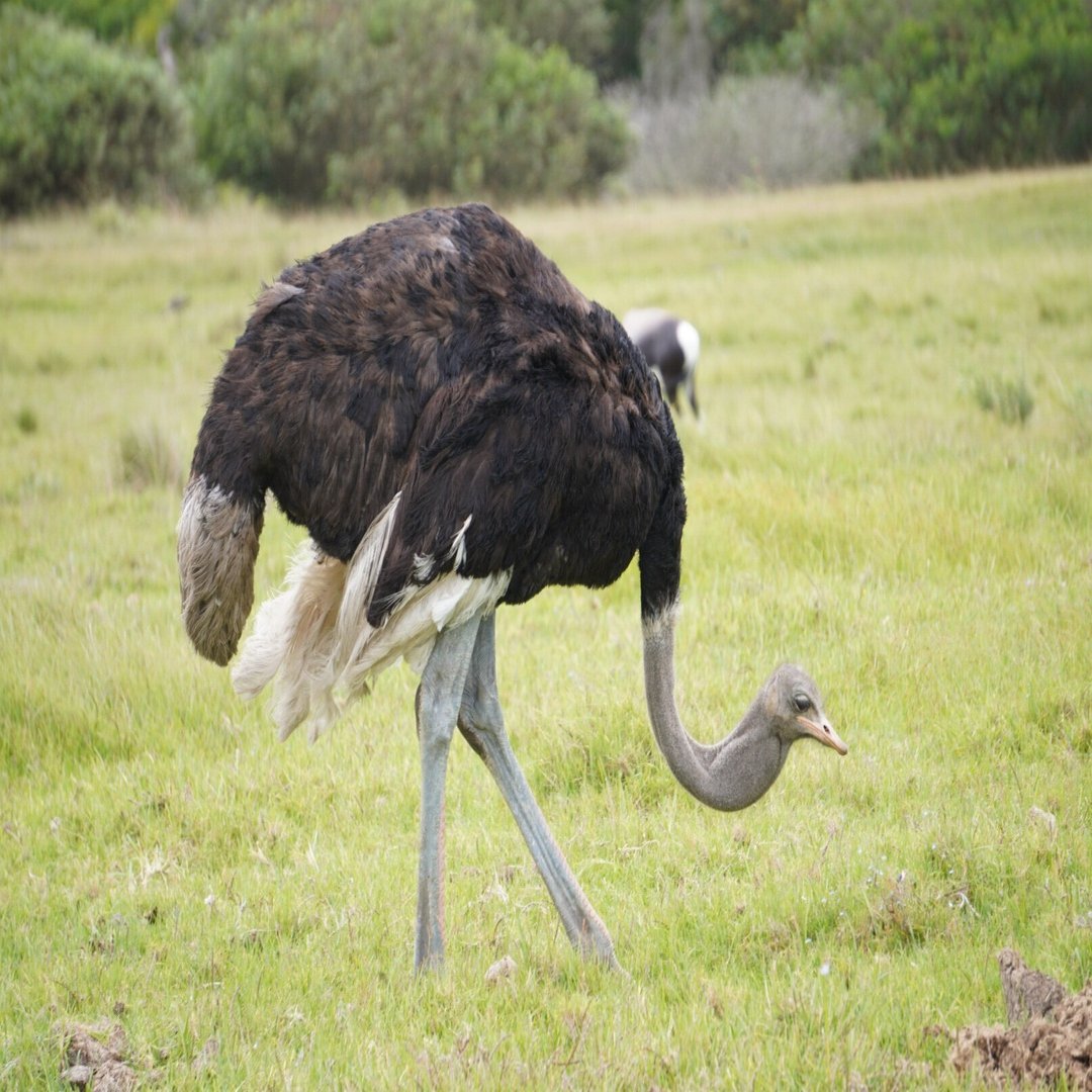 ピースボートV119 ２９ 自主企画 前半に出会った動物た｜80(Eighty), image size:1616x1080