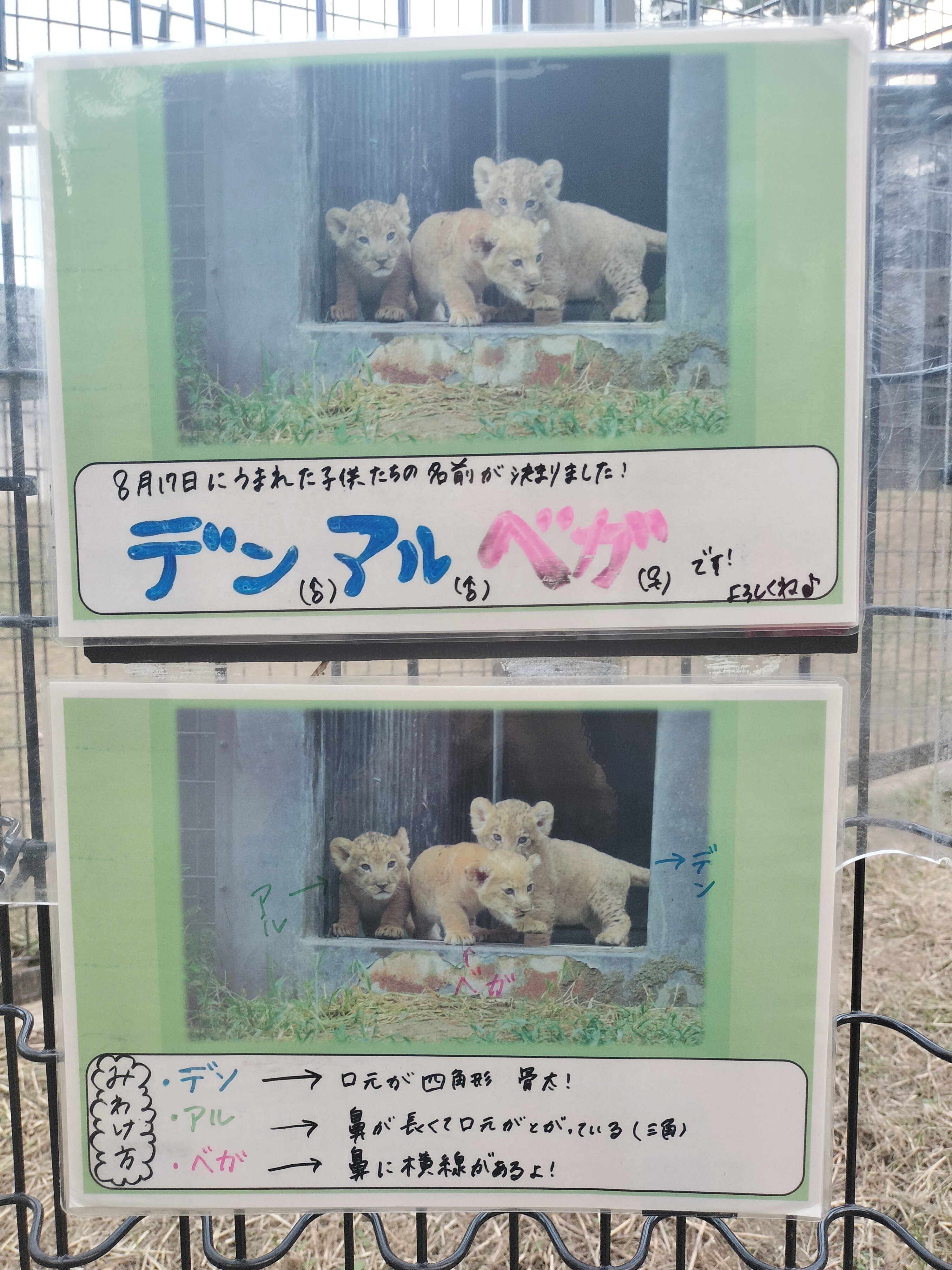 ふたたび のんほいパークへ｜のぶう