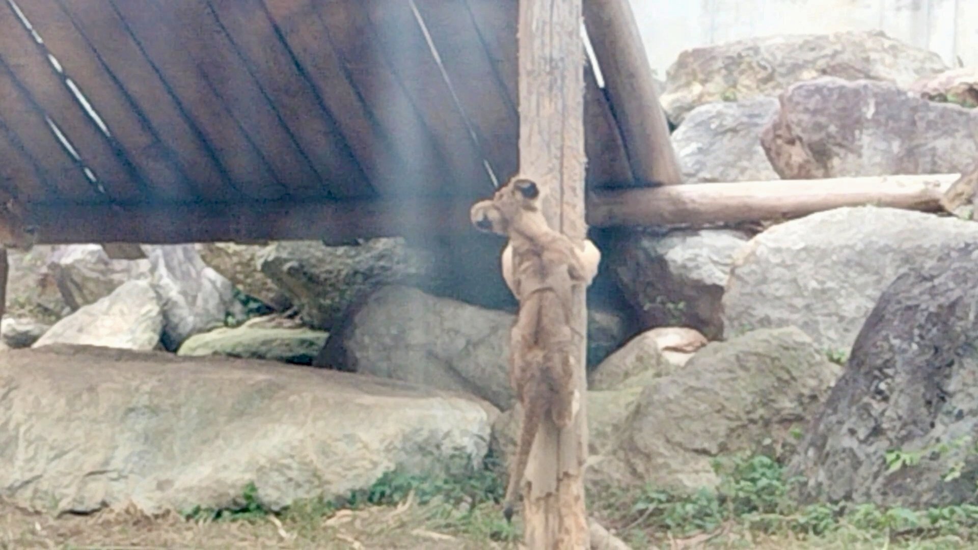 ふたたび のんほいパークへ｜のぶう