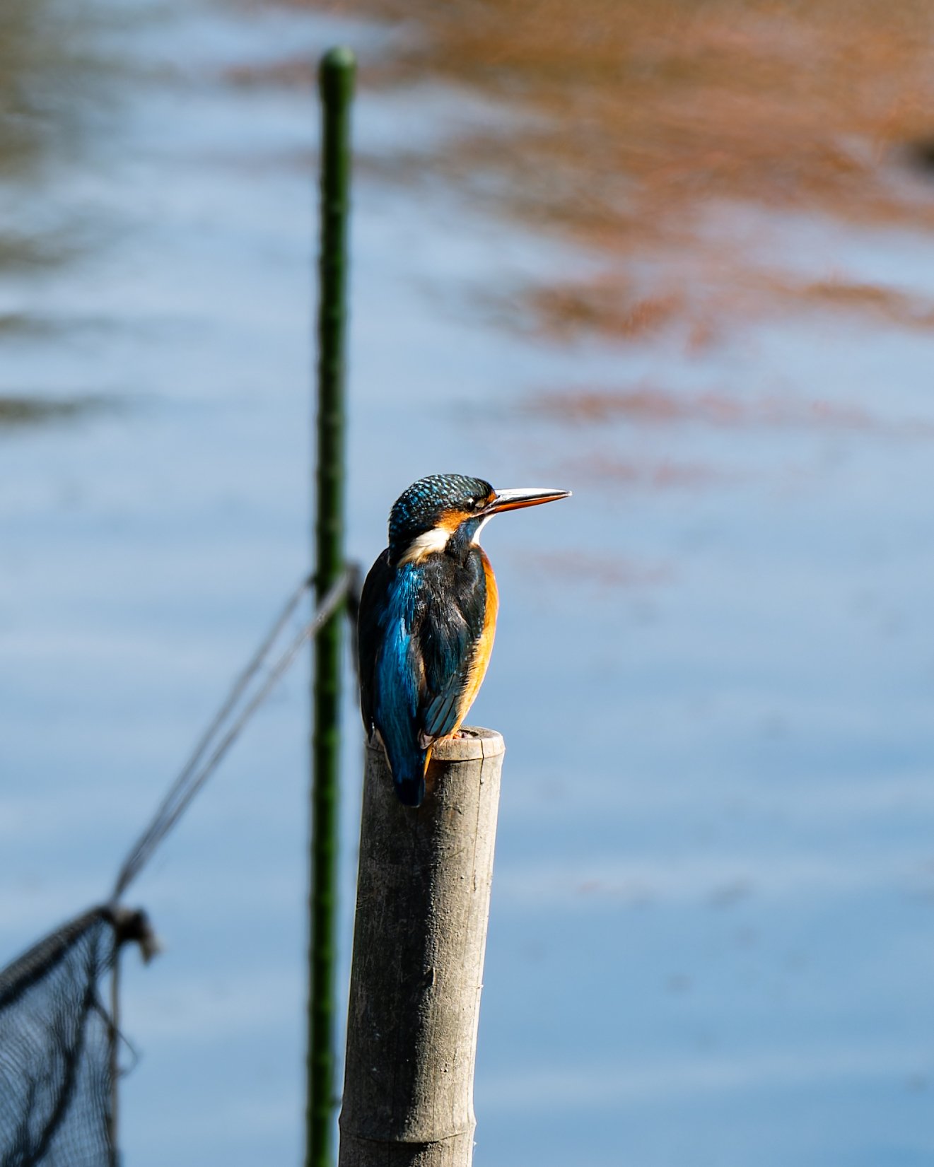 8 野鳥撮影をやってみた記録｜NIKKOR Z 180-600mm f/5.6-6.3 VR