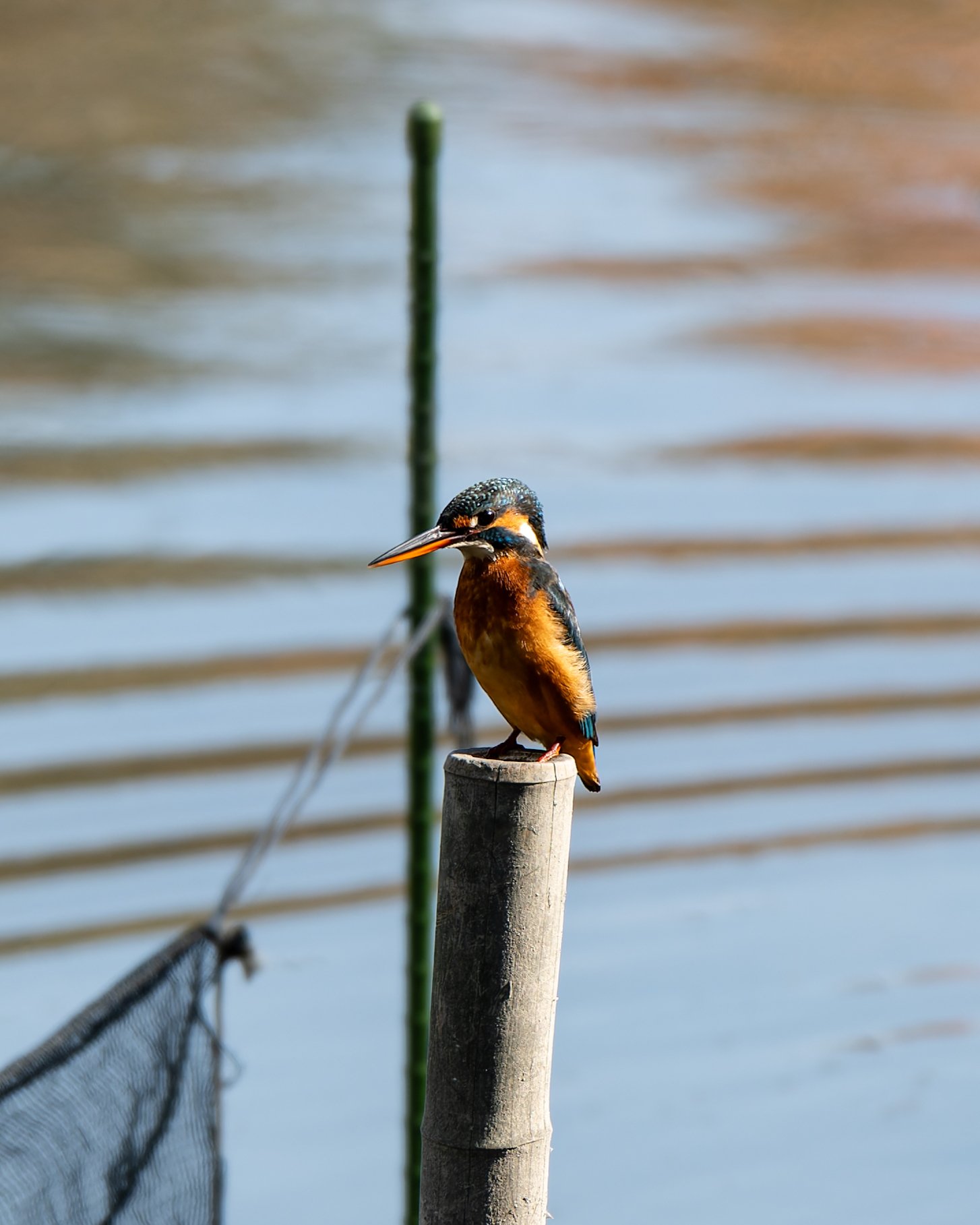 8 野鳥撮影をやってみた記録｜NIKKOR Z 180-600mm f/5.6-6.3 VR