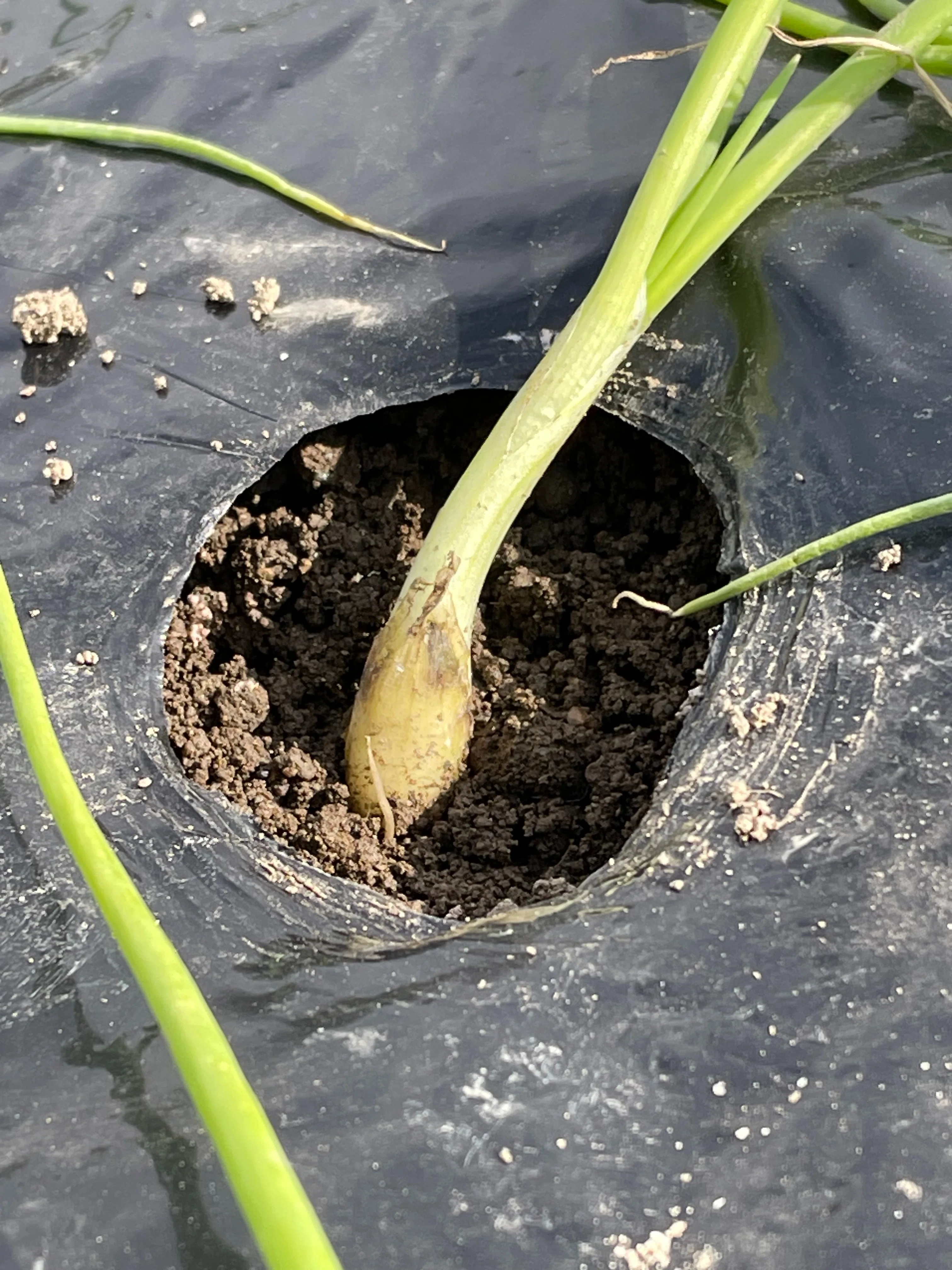 Planting Onion Seedlings and Freshly Pounded Mochi｜御伽の里通信