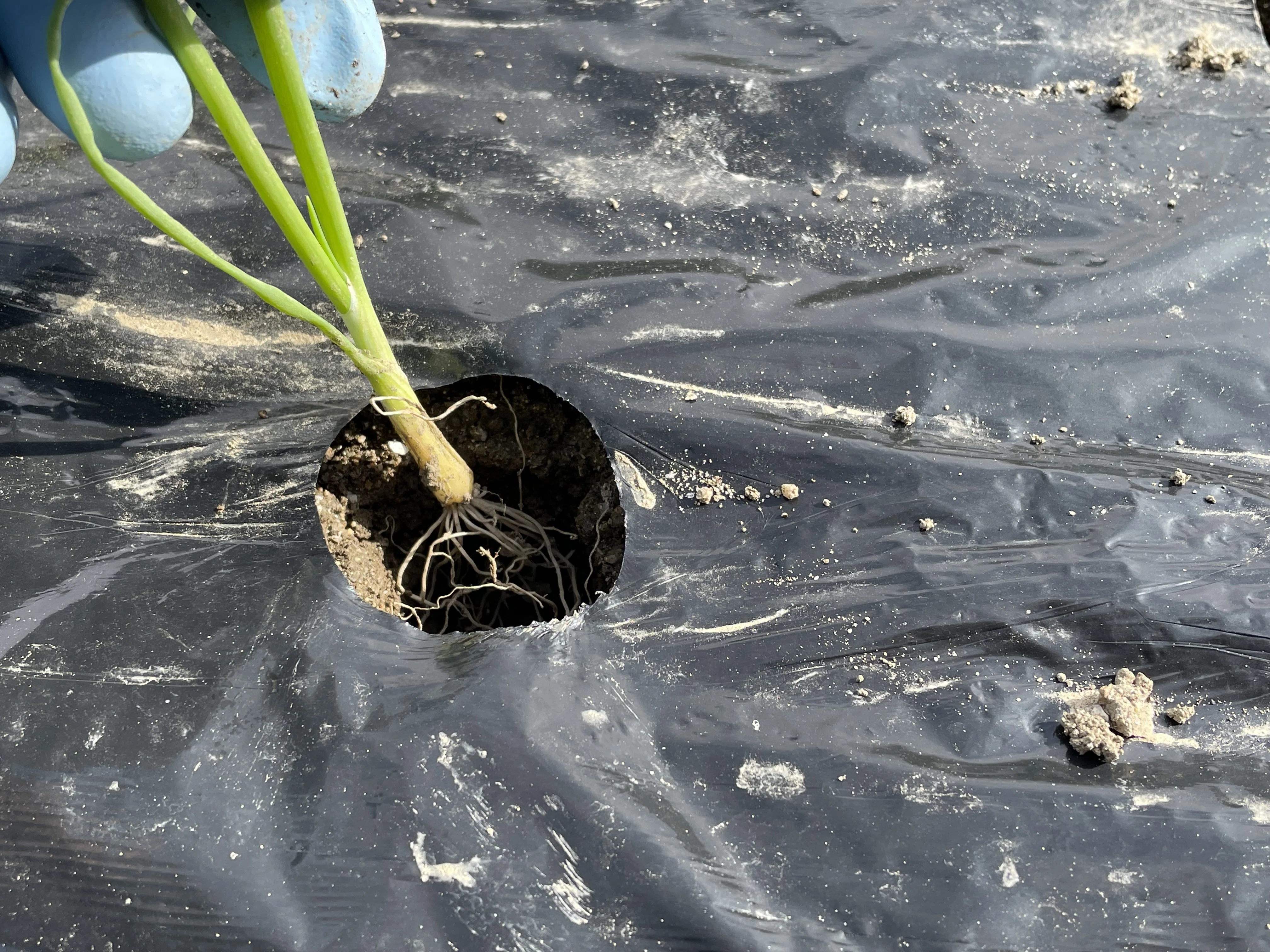 Planting Onion Seedlings and Freshly Pounded Mochi｜御伽の里通信
