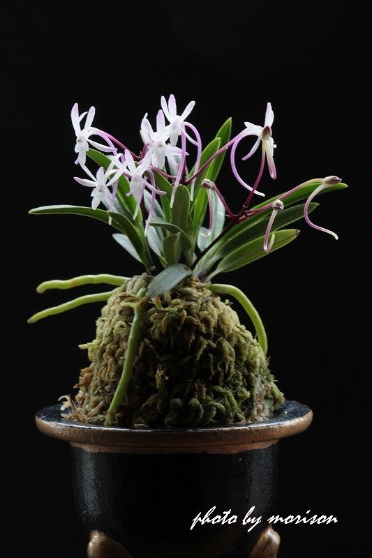 富貴蘭「綾錦」の花(過去の画像倉庫から)｜KJ Morison