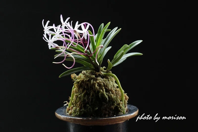 富貴蘭「綾錦」の花(過去の画像倉庫から)｜KJ Morison
