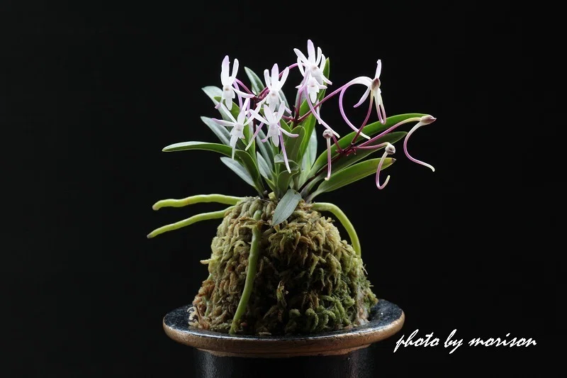 富貴蘭「綾錦」の花(過去の画像倉庫から)｜KJ Morison