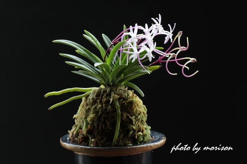 富貴蘭「綾錦」の花(過去の画像倉庫から)｜KJ Morison