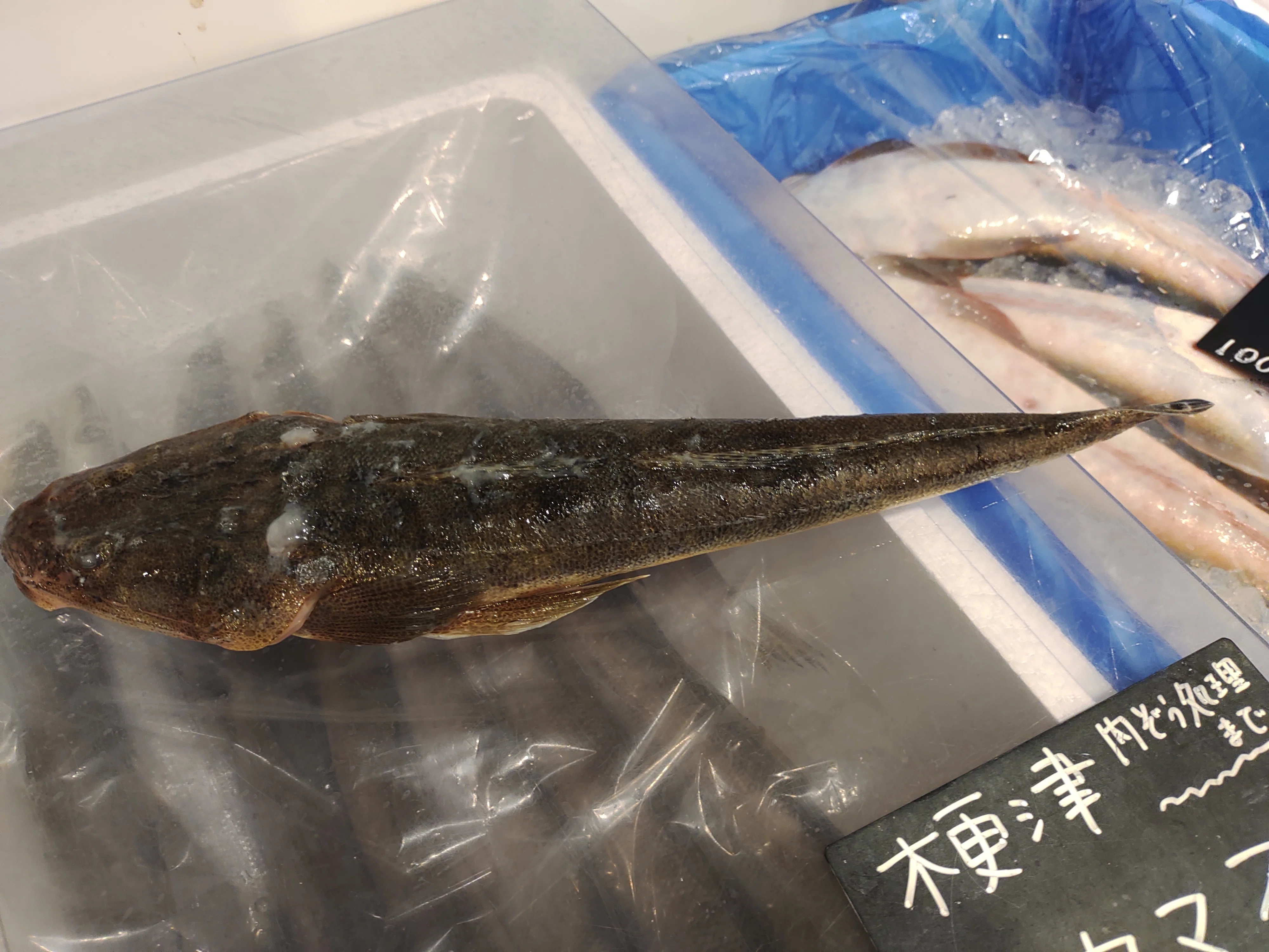 魚標本　　木更津沖　昭和53年 魚】 江戸前で採れた魚を食す 4種類達成（78/278種類）｜KOJI