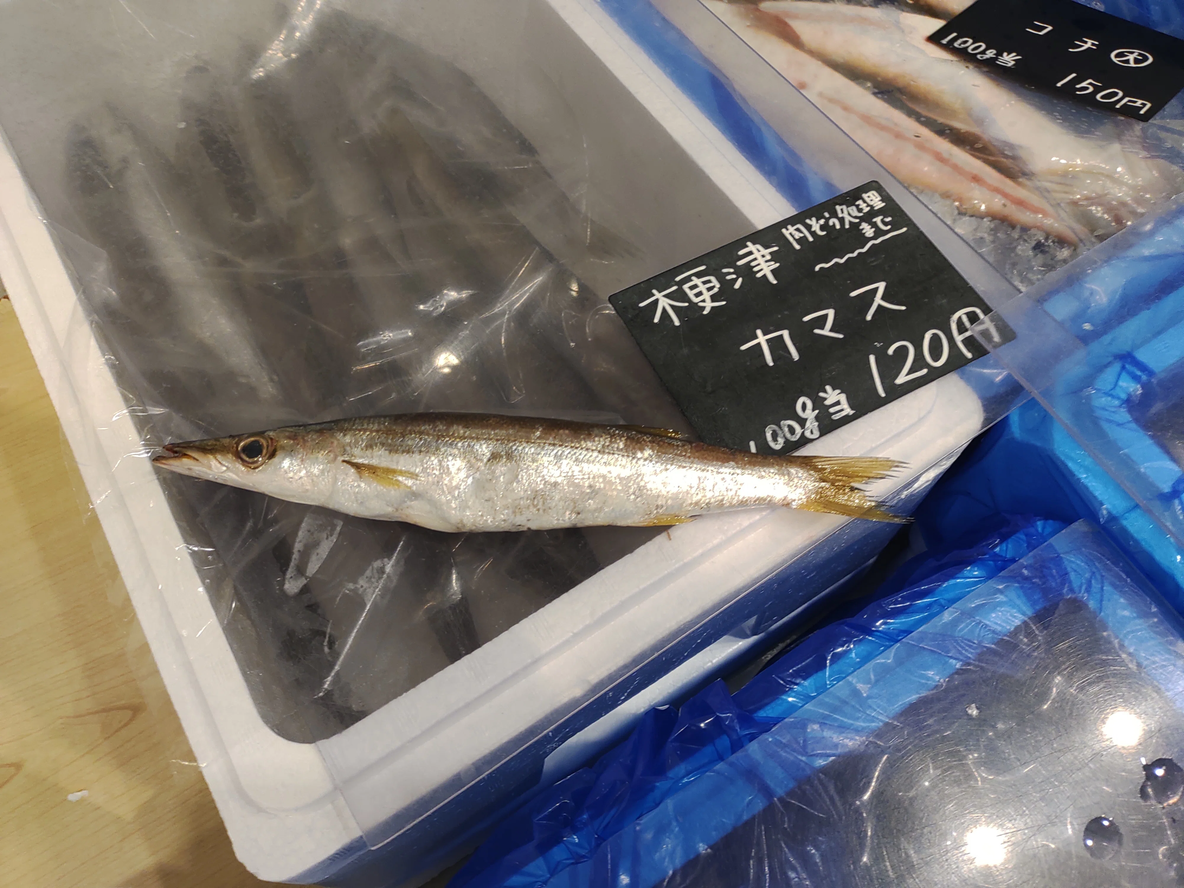 魚】 江戸前で採れた魚を食す 4種類達成（78/278種類）｜KOJI