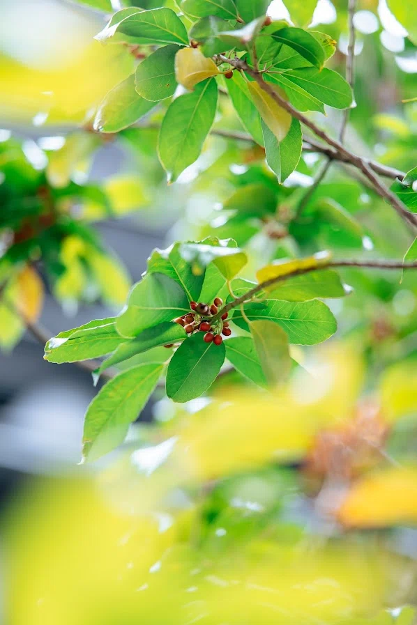 [The Shock of the 50,000 Yen Range] AstrHori 85mm F1.8 II Metal Barrel ...