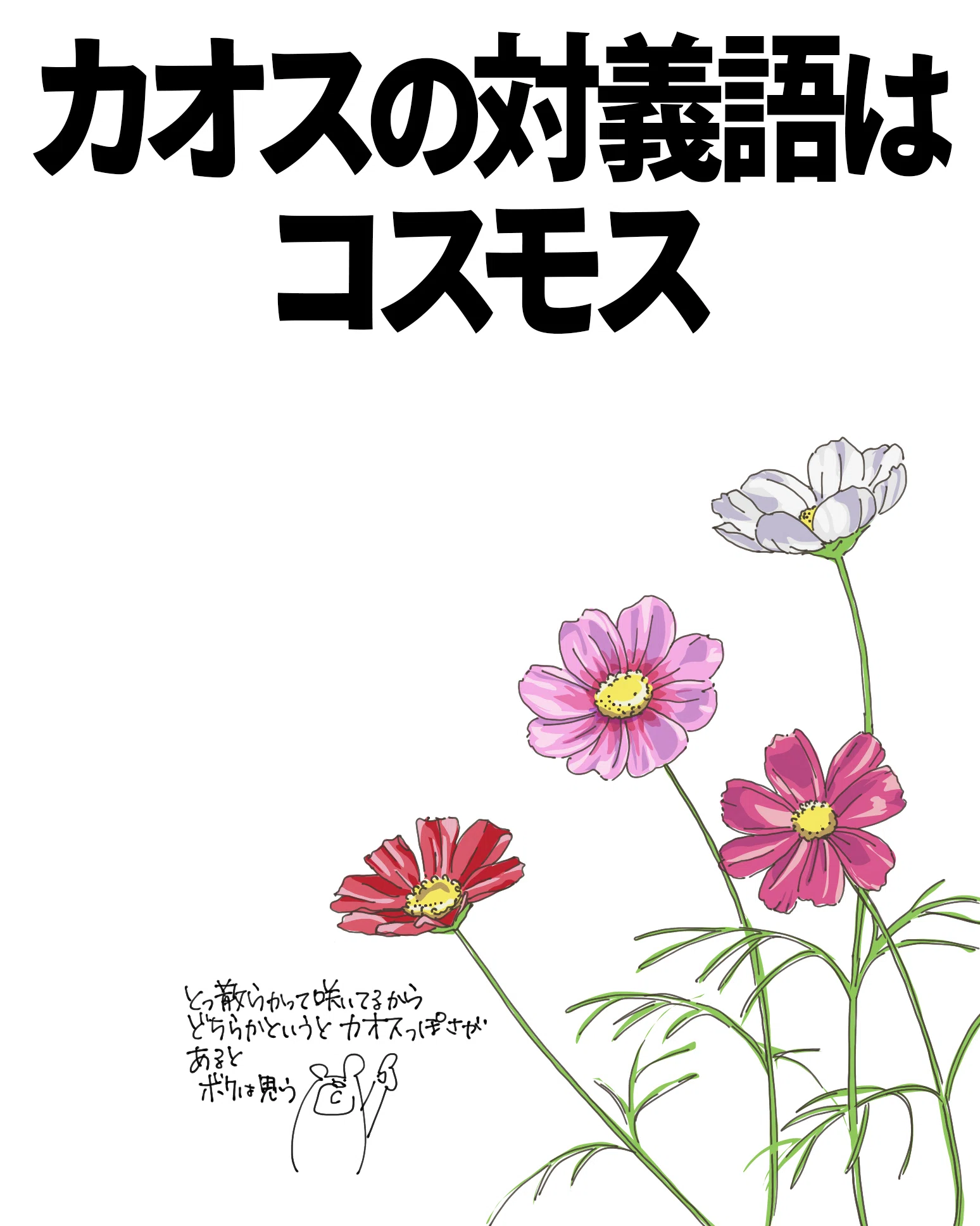 カオスの対義語はコスモス｜くますけ｜自然ガイド・クリエイター