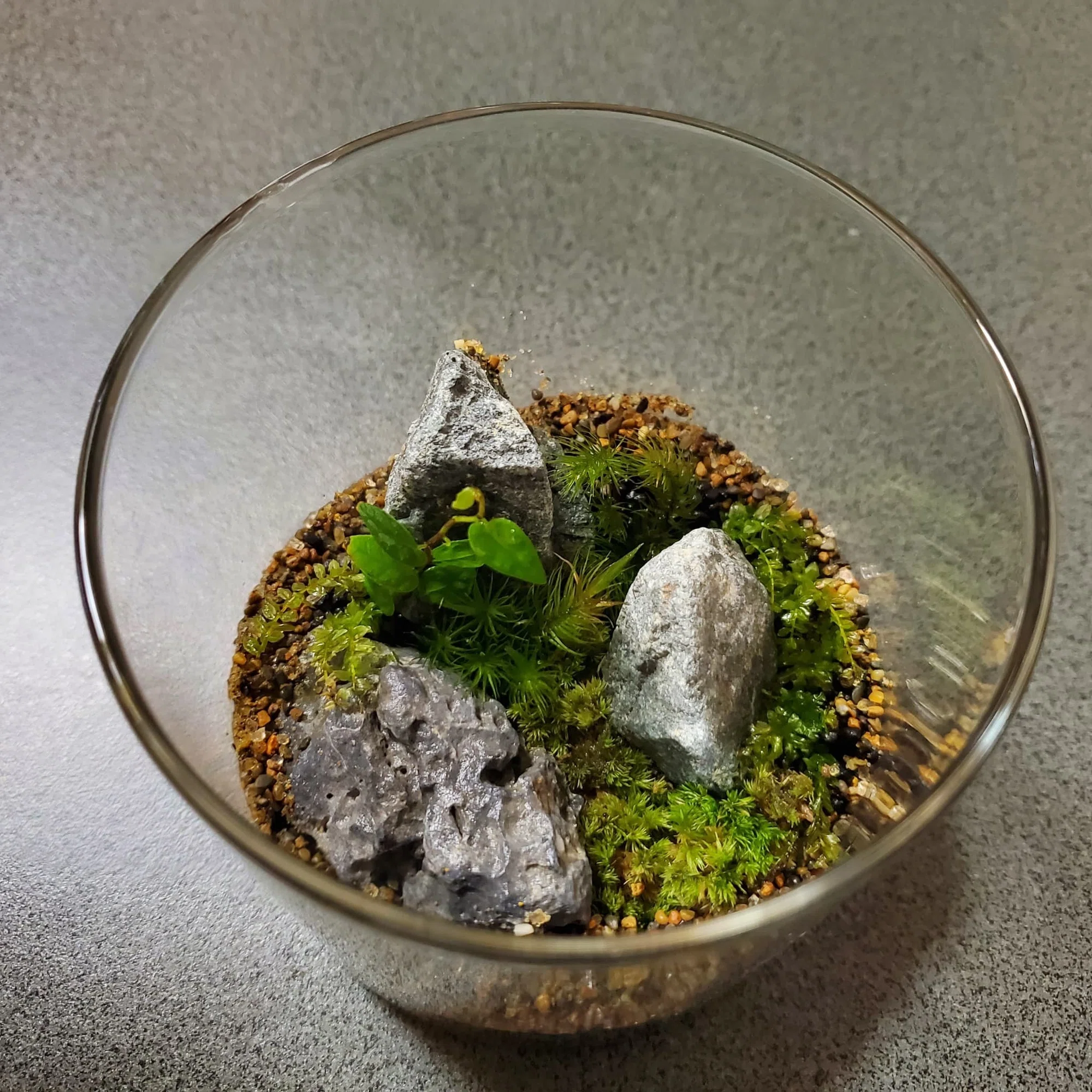 苔テラリウムに水滴ついてるけど大丈夫？｜moss paradise3055（モスパラ）
