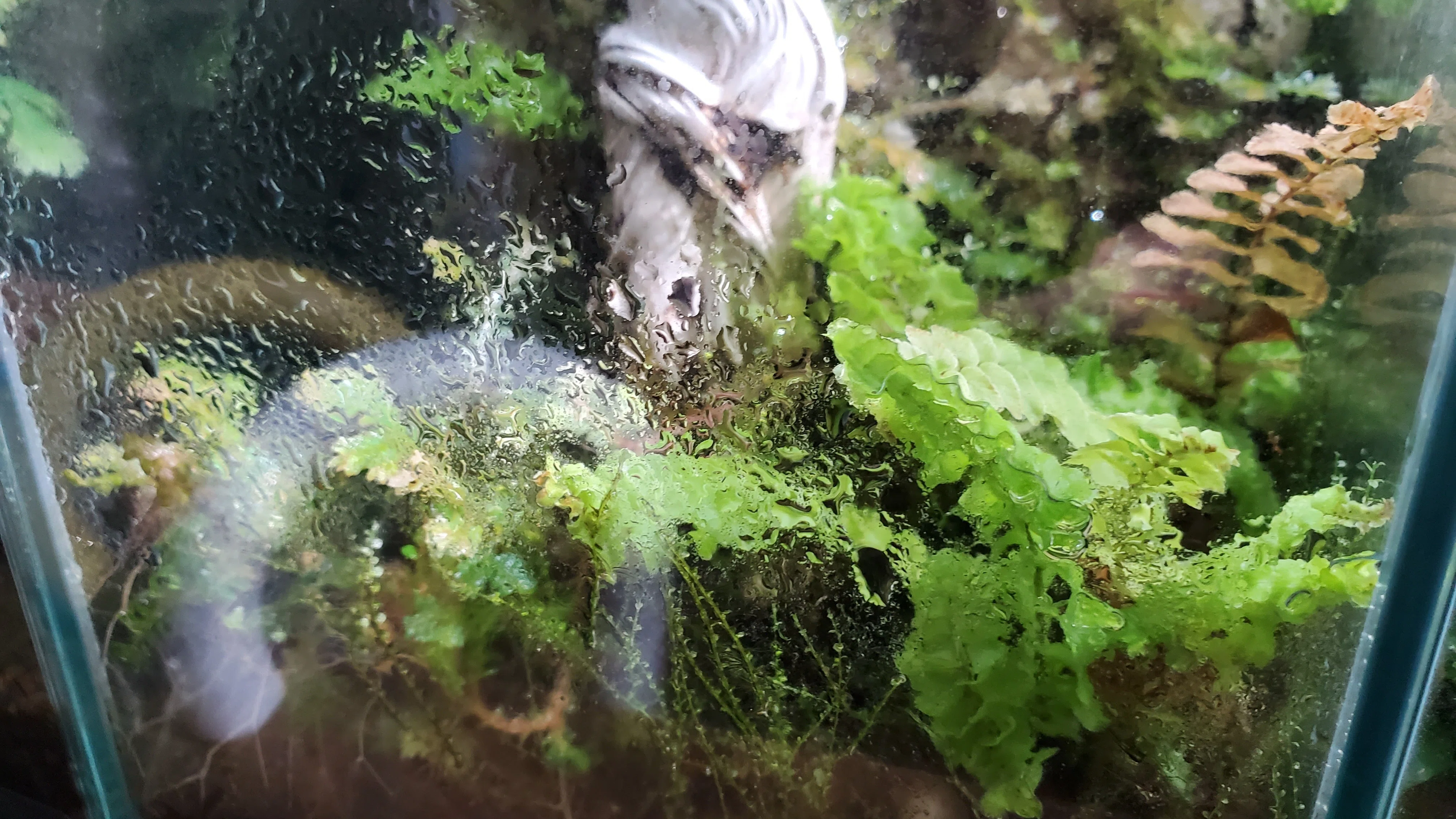 苔テラリウムに水滴ついてるけど大丈夫？｜moss paradise3055（モスパラ）