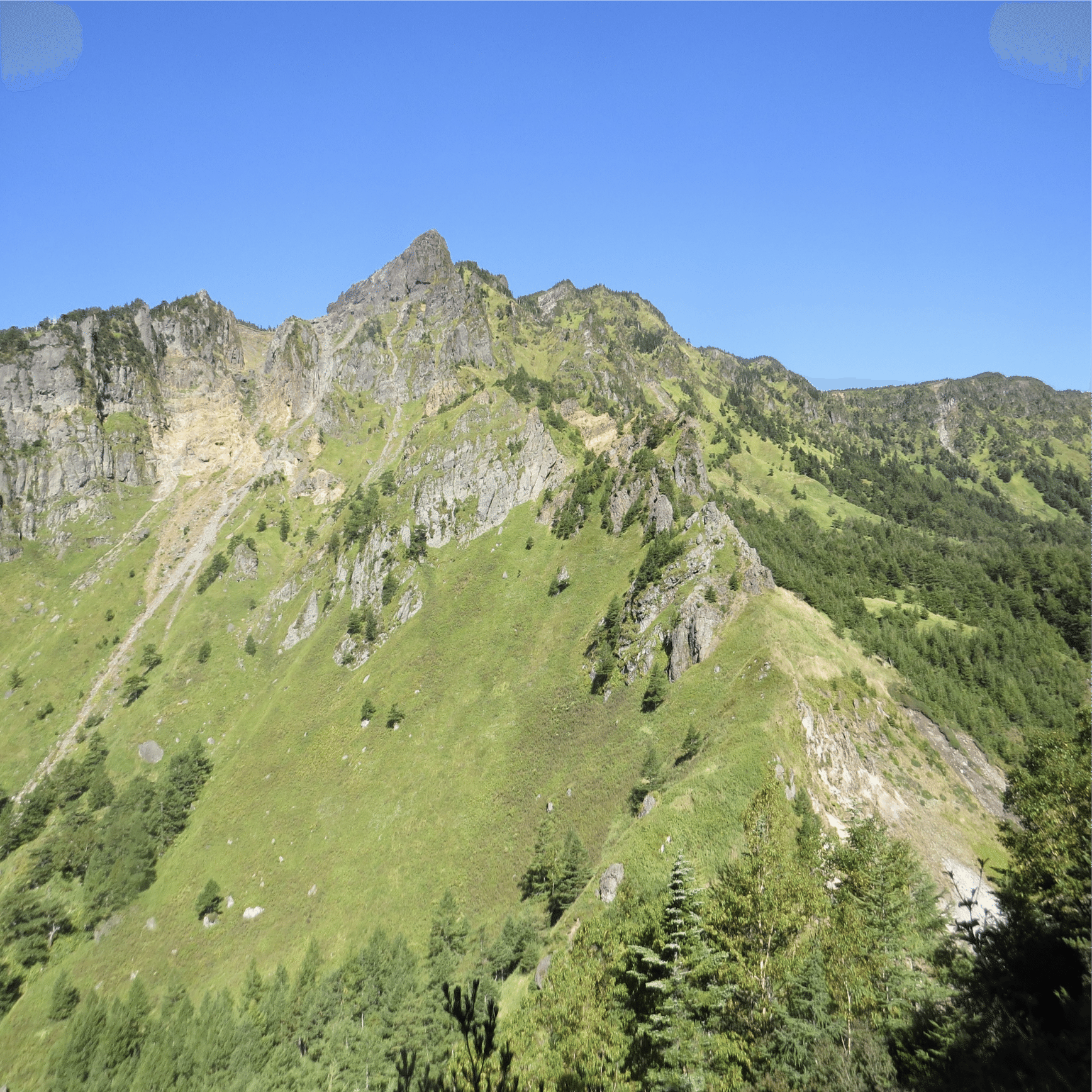 カモシカvsシカ part2 カモシカはシカがいると困る｜ブンイチ（文一