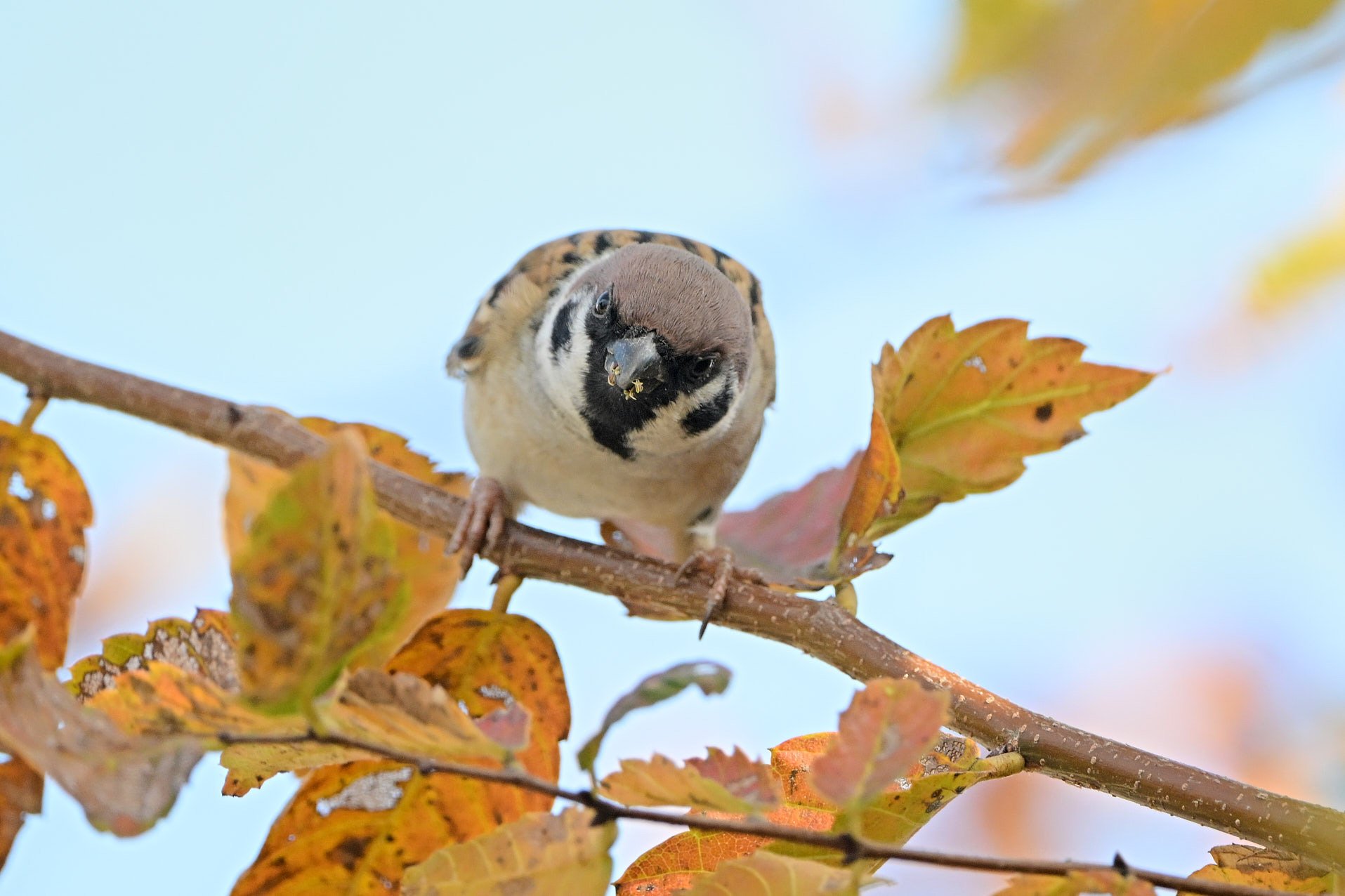 スズメ たまには使わないといけない超望遠 （ Z9 : AF-S 500mm f/5.6E PF