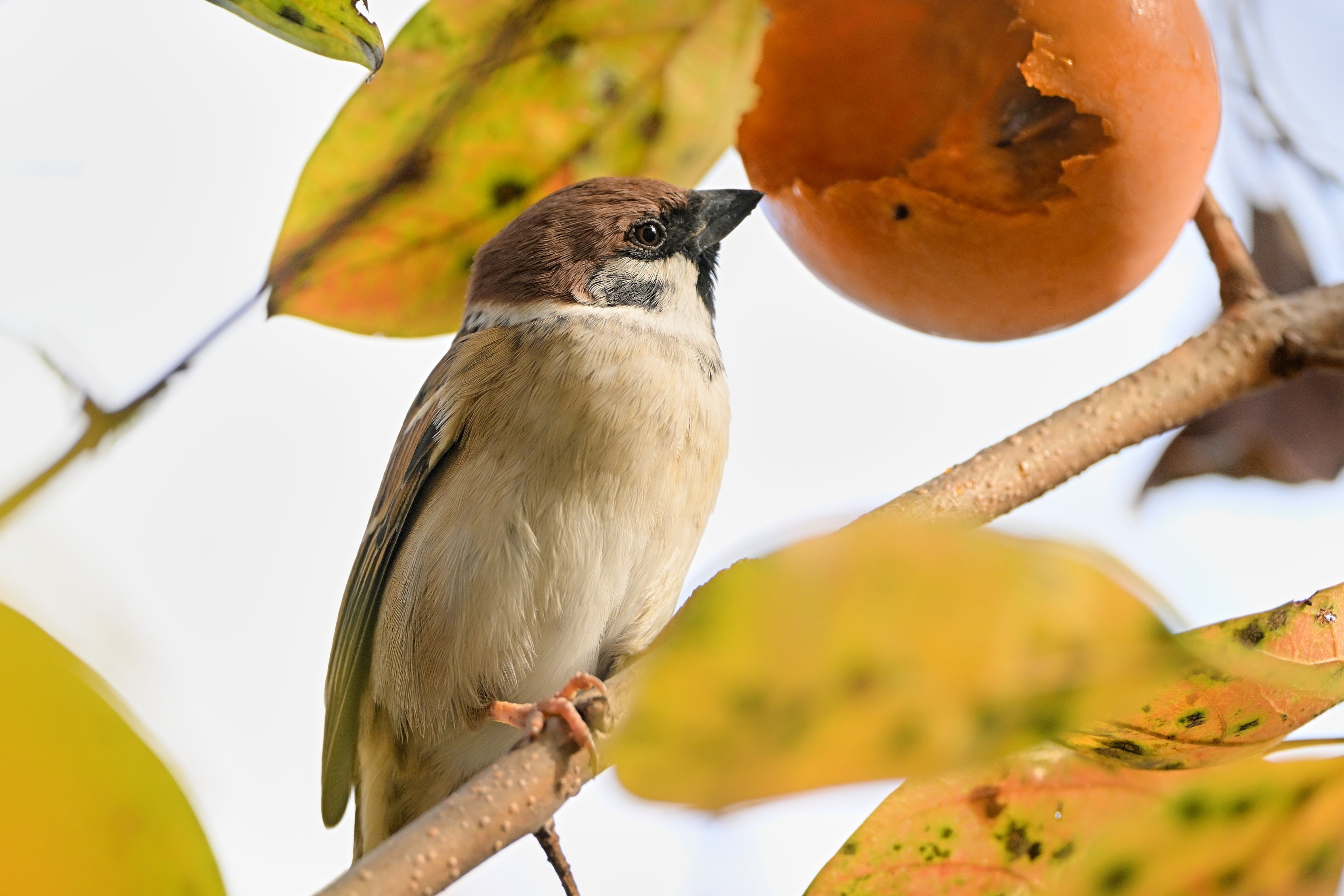 たまには使わないといけない超望遠 （ Z9 : AF-S 500mm f/5.6E PF