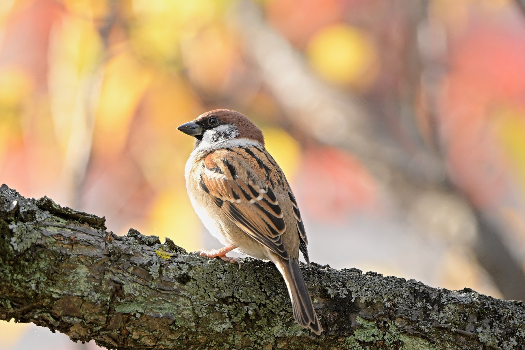 たまには使わないといけない超望遠 （ Z9 : AF-S 500mm f/5.6E PF