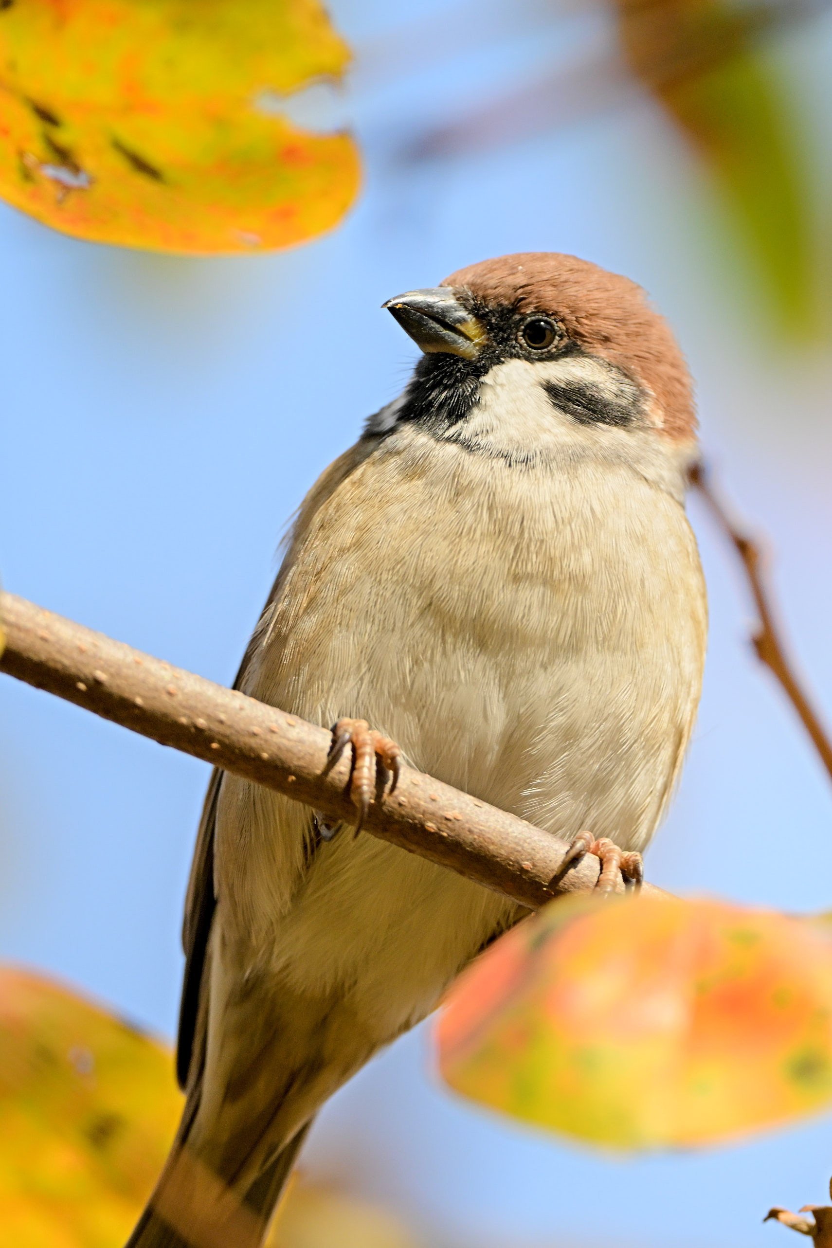 スズメページ たまには使わないといけない超望遠 （ Z9 : AF-S 500mm f/5.6E PF