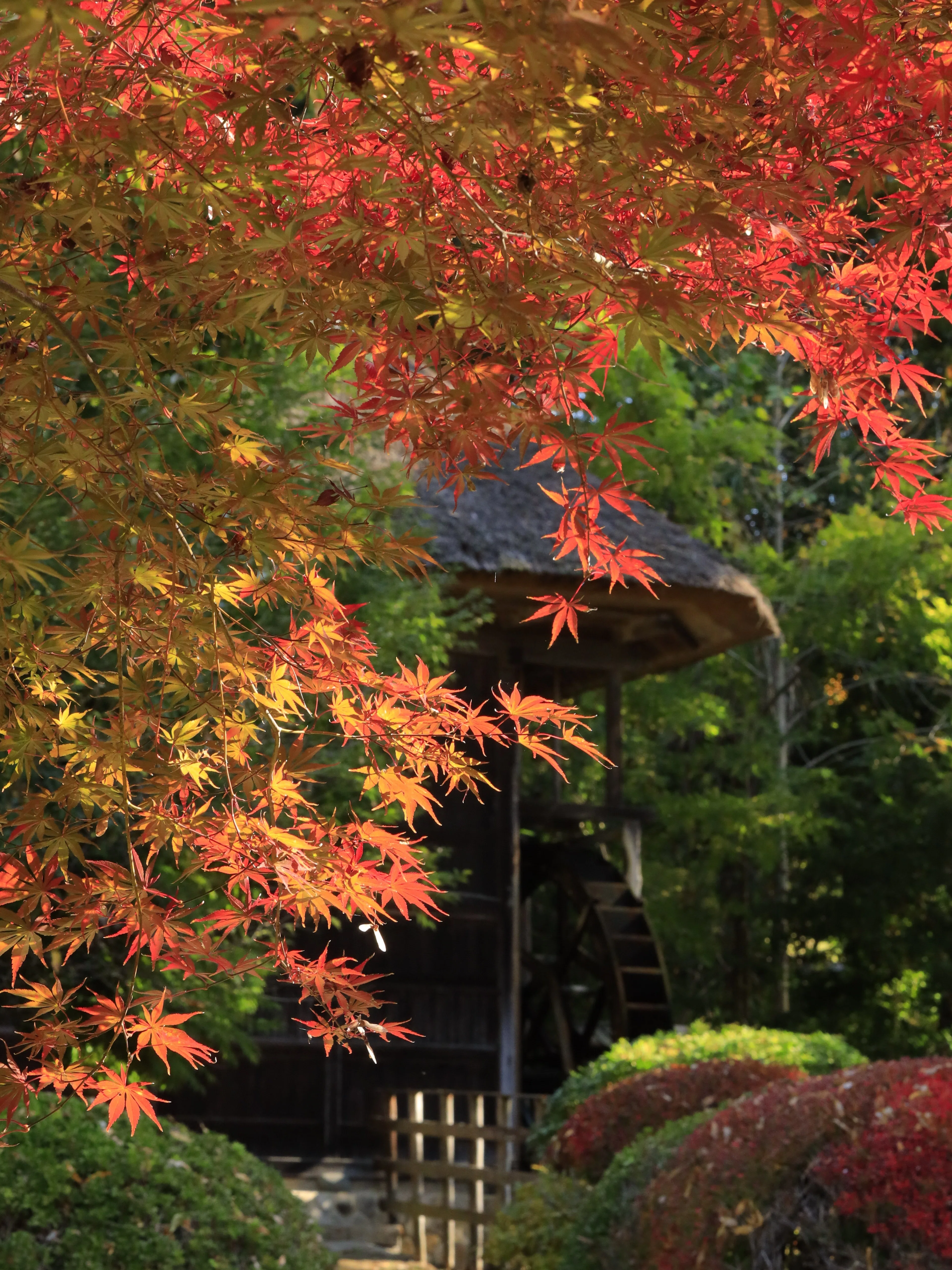 A day of deep breaths in Ibaraki. Chasing the autumn leaves from ...