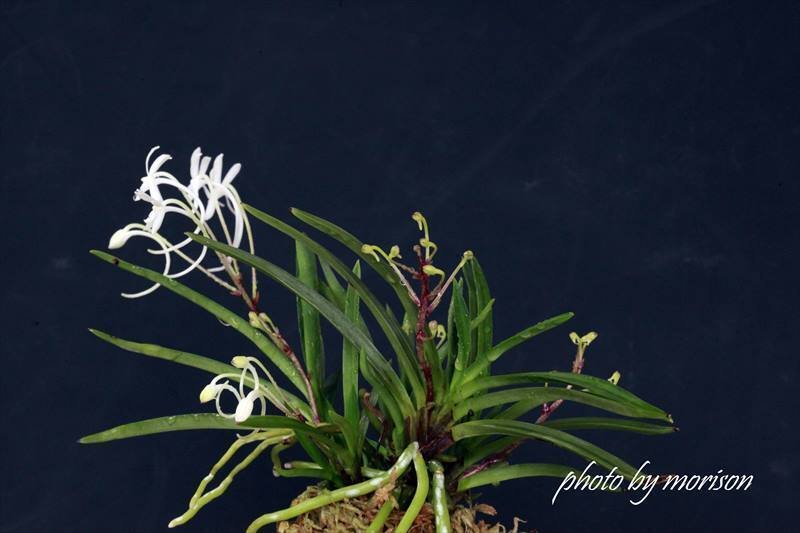 富貴蘭「綾春秋」の花(過去の画像倉庫から)｜KJ Morison
