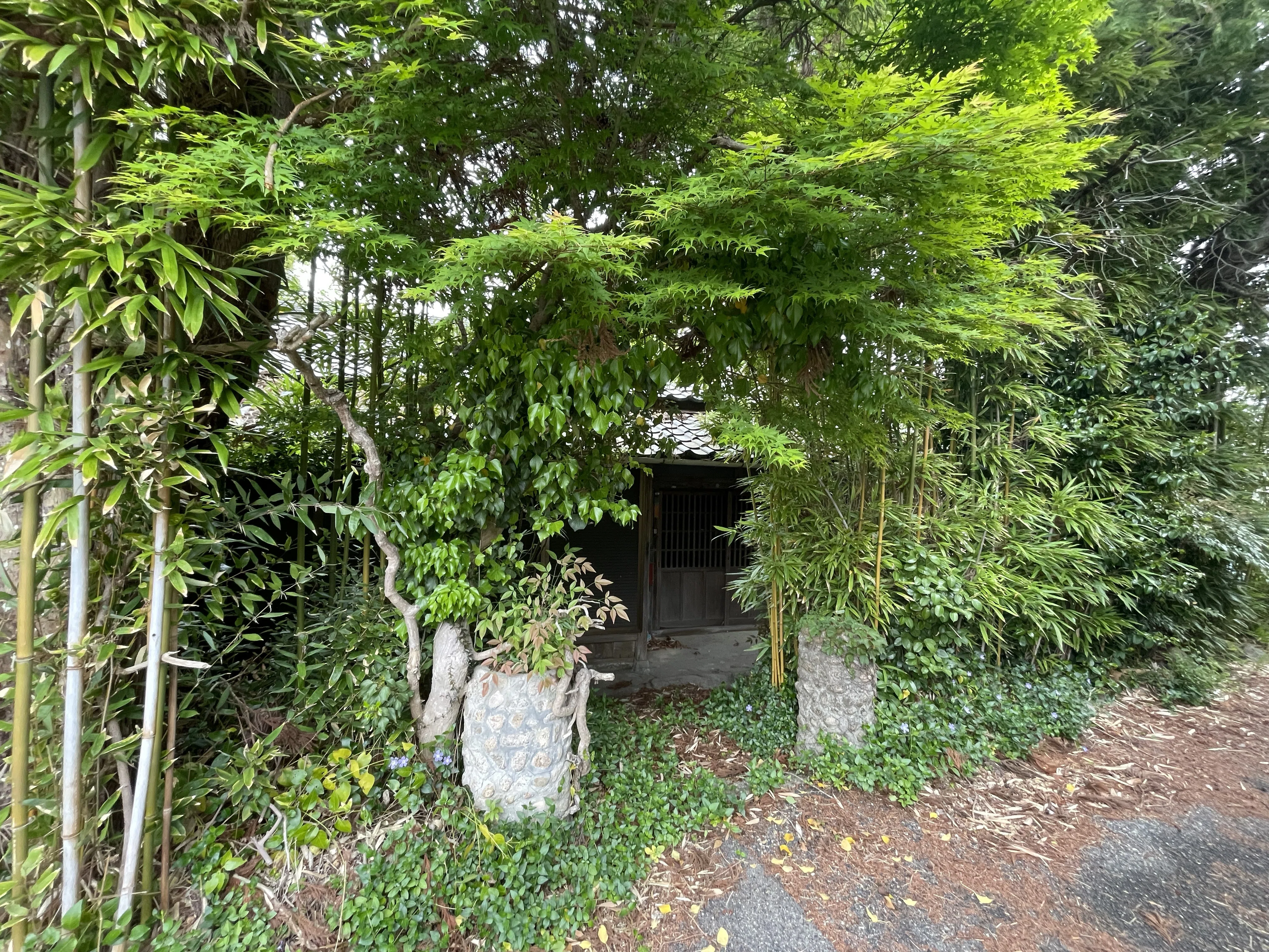 笹ページ 汚庭開拓記〜笹薮を開拓せよ｜Hirokazu Nishi