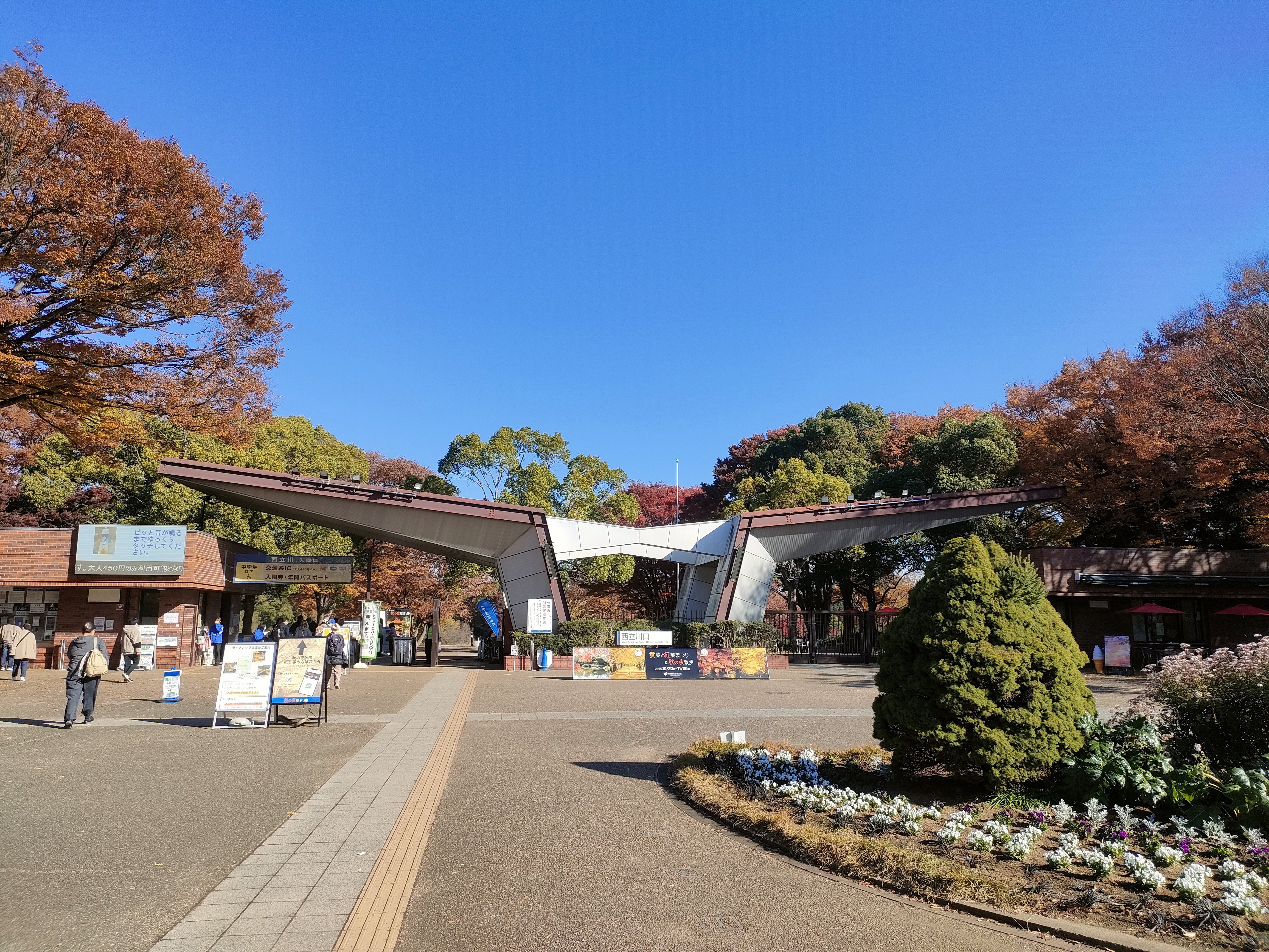 める散歩：202511 国営昭和記念公園→立川｜めるに