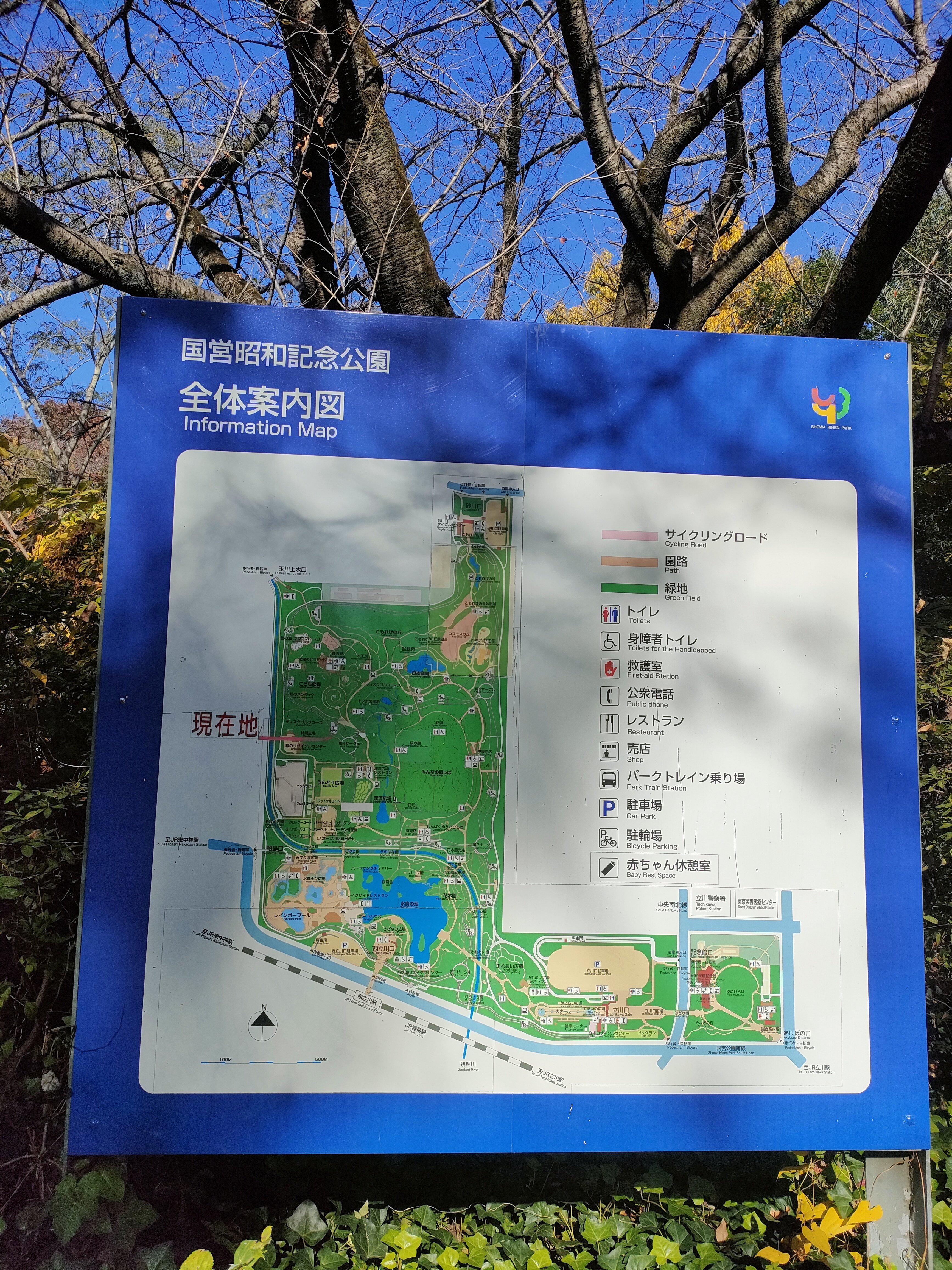 める散歩：202511 国営昭和記念公園→立川｜めるに