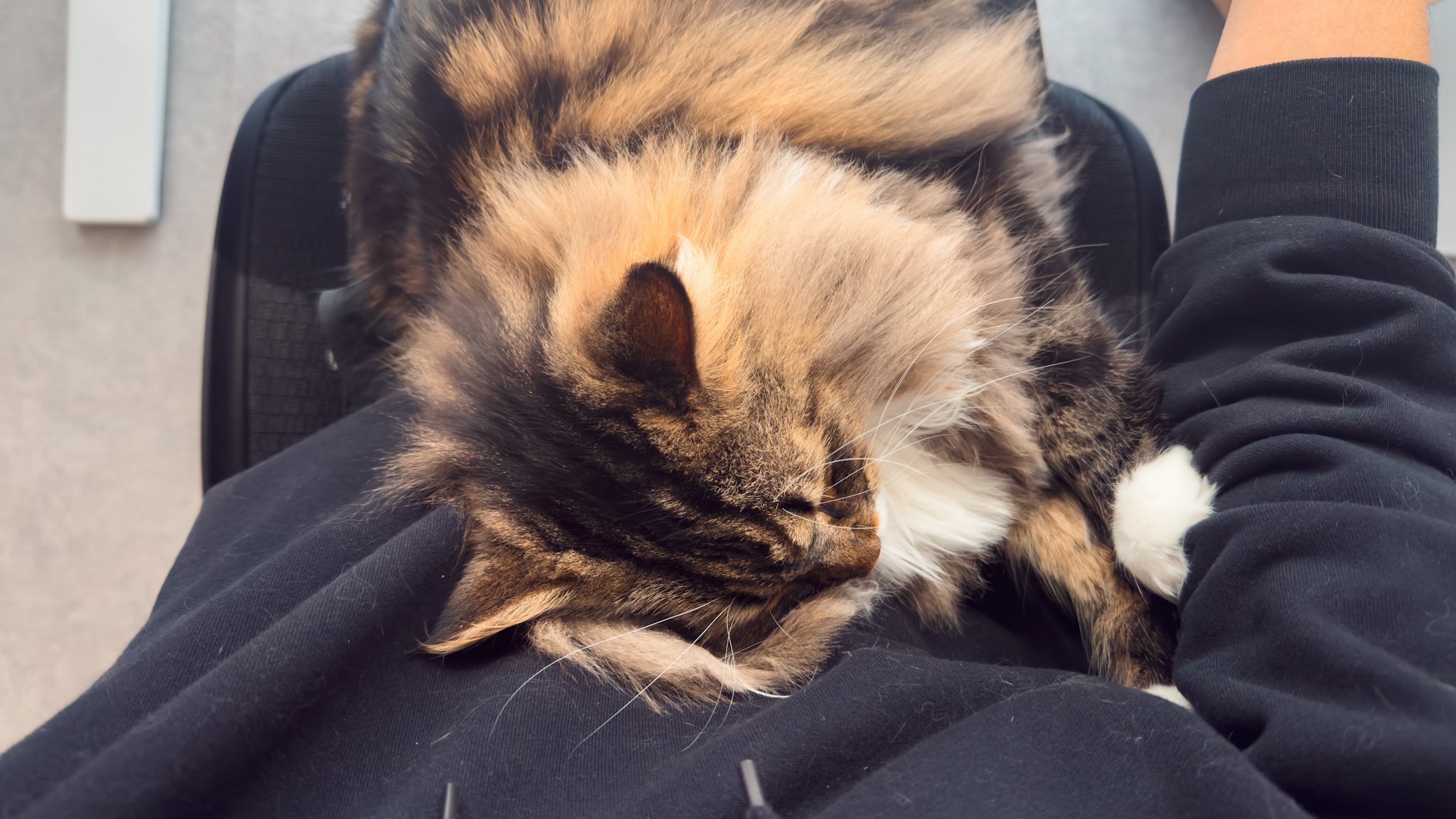 冬猫 寒がっている”猫の仕草は要チェック。猫のための「冬支度」｜生き