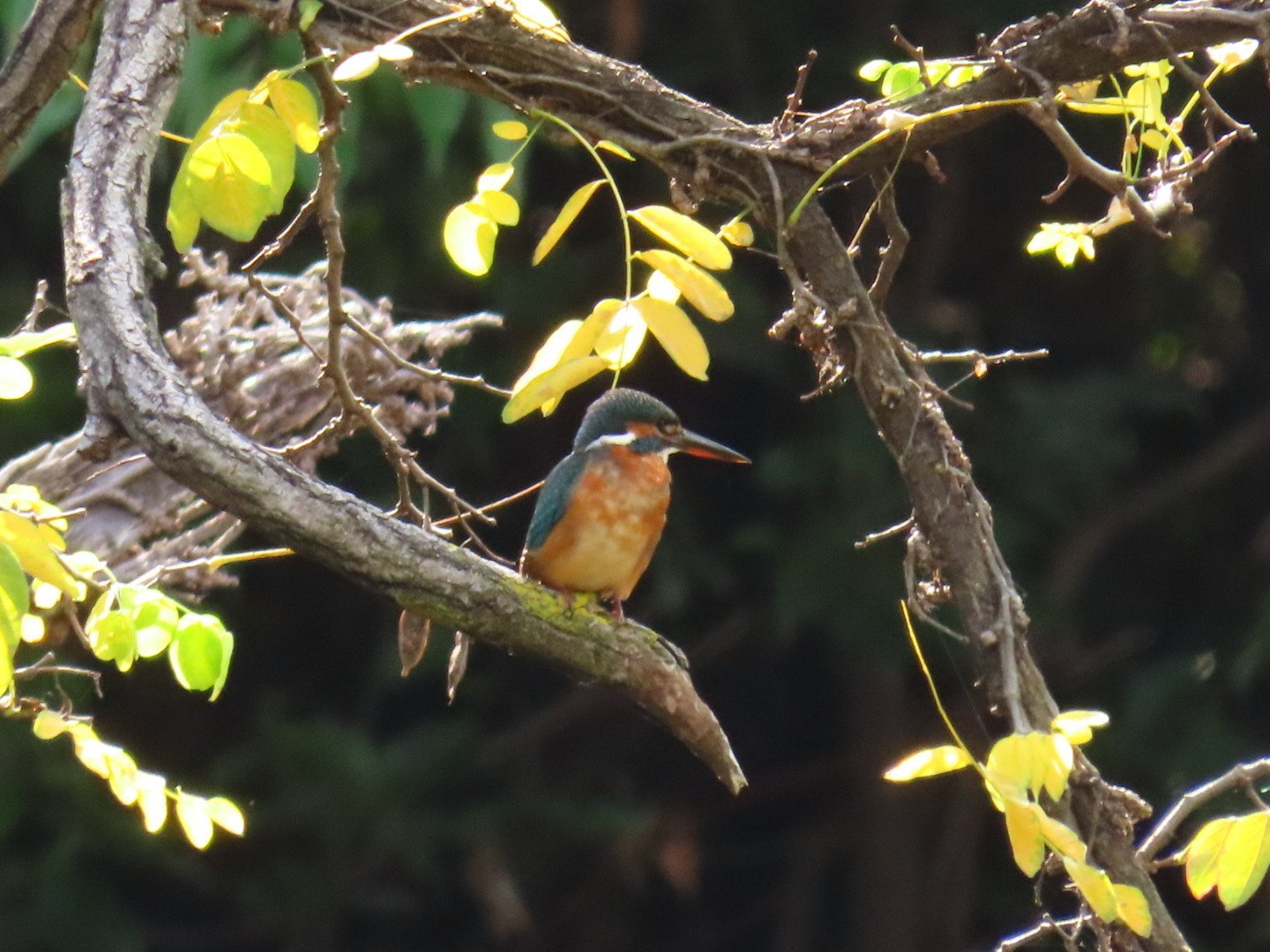 写真／野鳥】秋！最高！秋！最高！｜枝 豆子