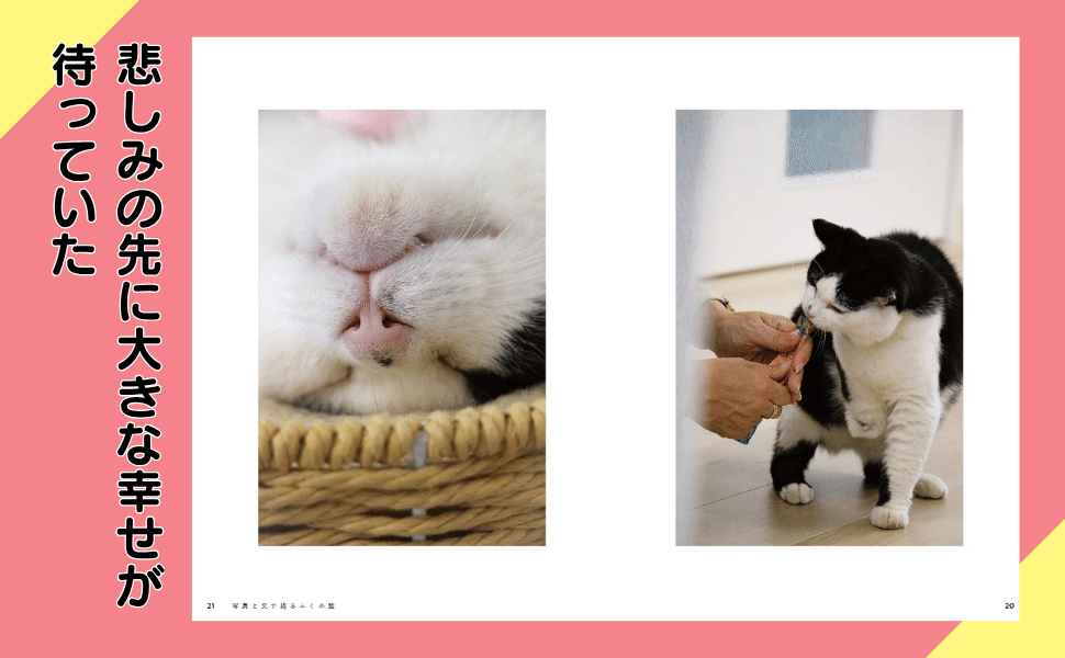 著者インタビュー】11月18日発売『3本足の保護猫ふくは、運送会社の