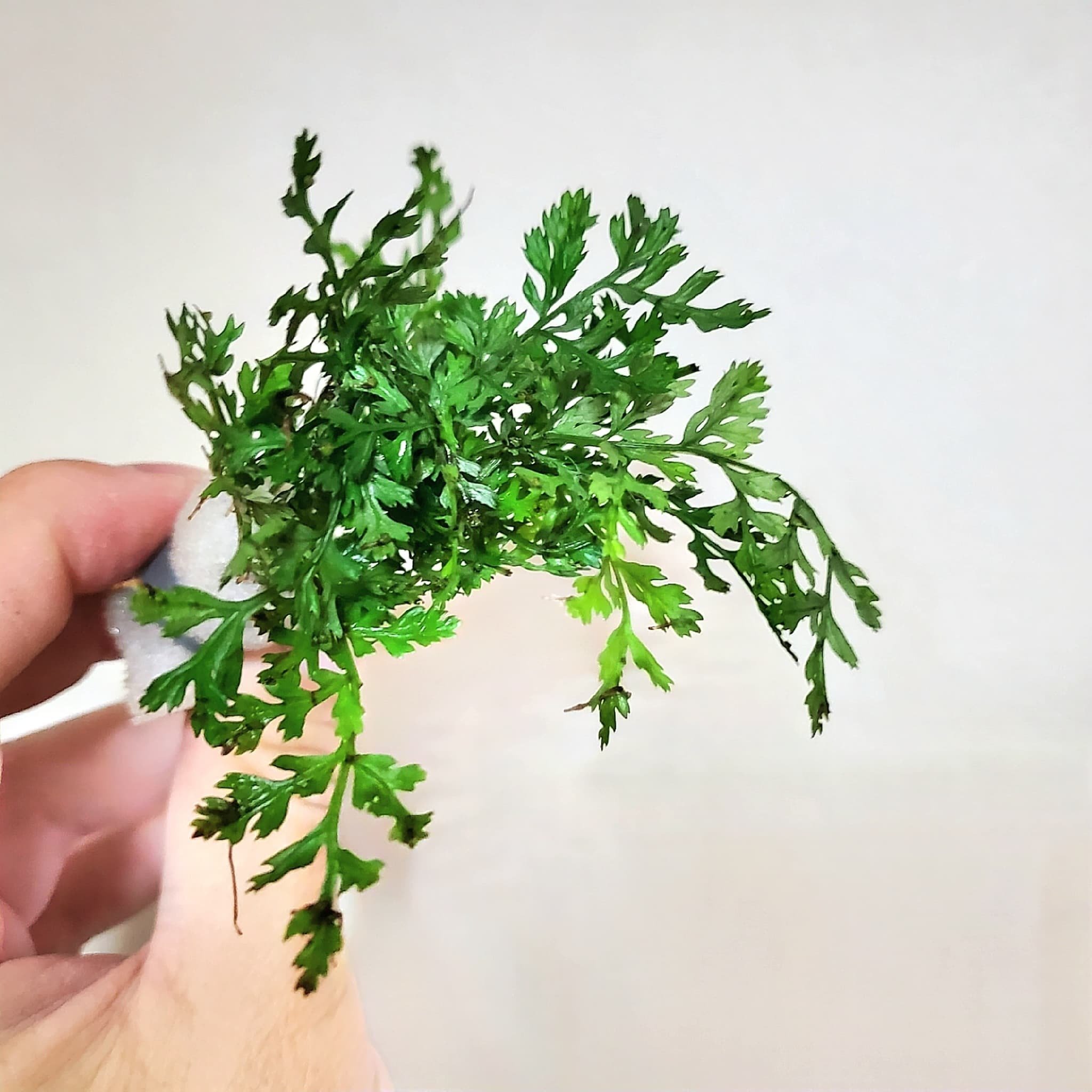 水草 ボルビティス ヒュデロッティは苔」テラリウムに使えるはず｜moss