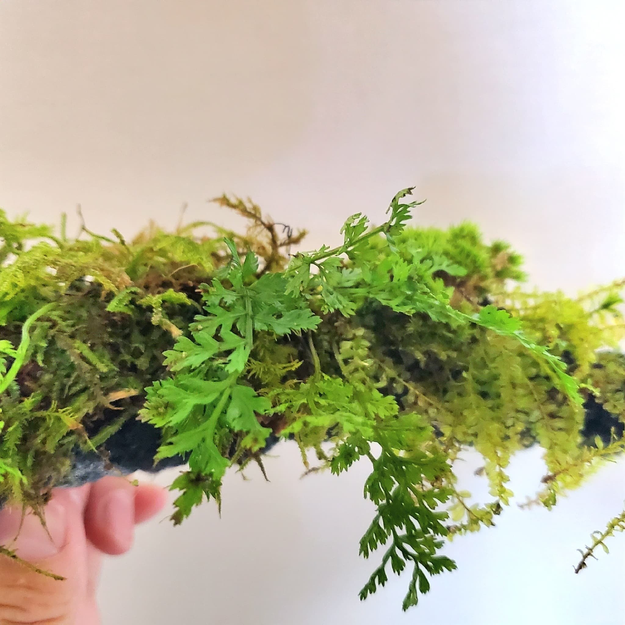 水草 ボルビティス ヒュデロッティは苔」テラリウムに使えるはず｜moss
