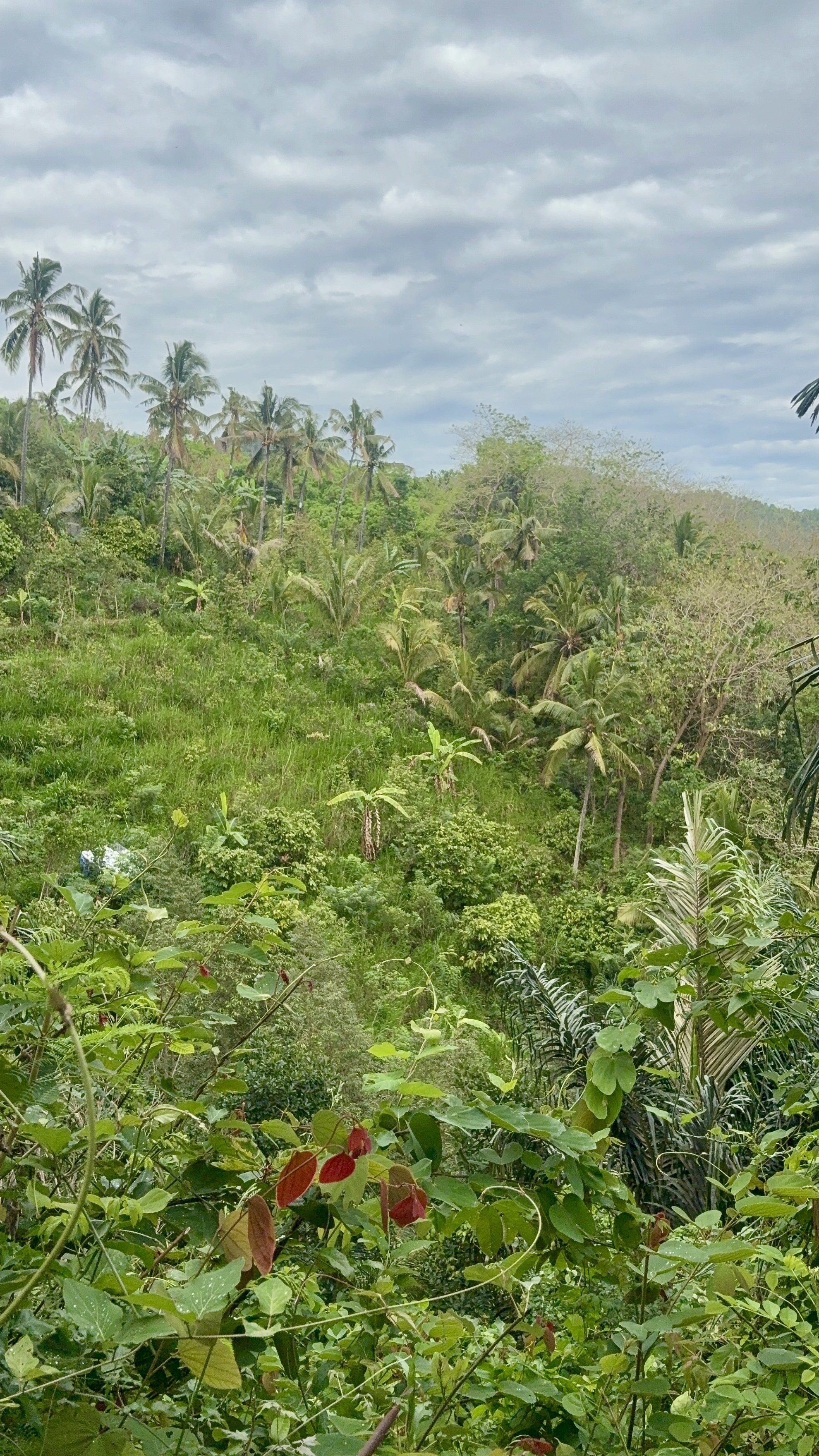 バリ島体験記 自然の一部としてあること｜さかもと