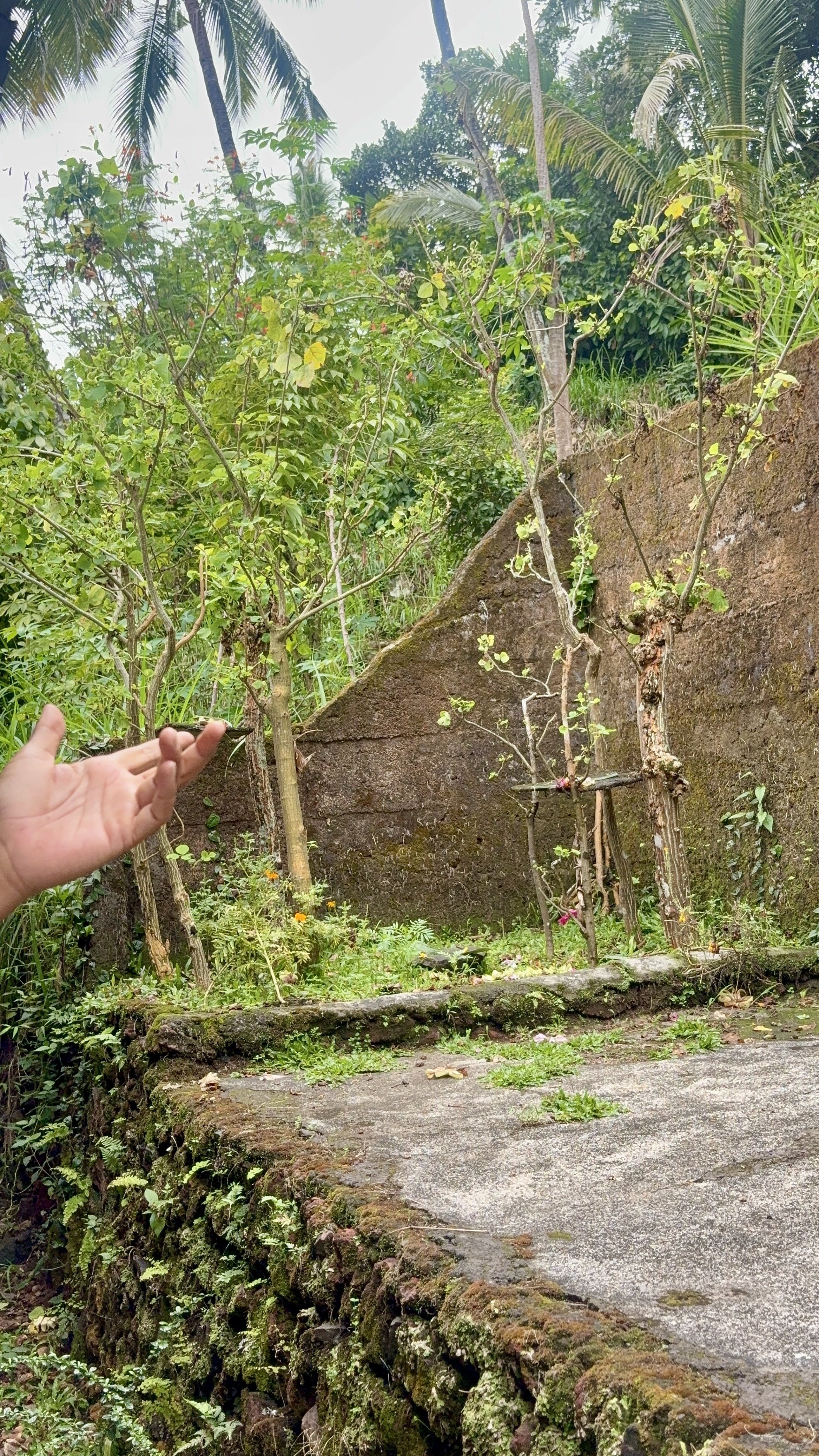 バリ島体験記 自然の一部としてあること｜さかもと