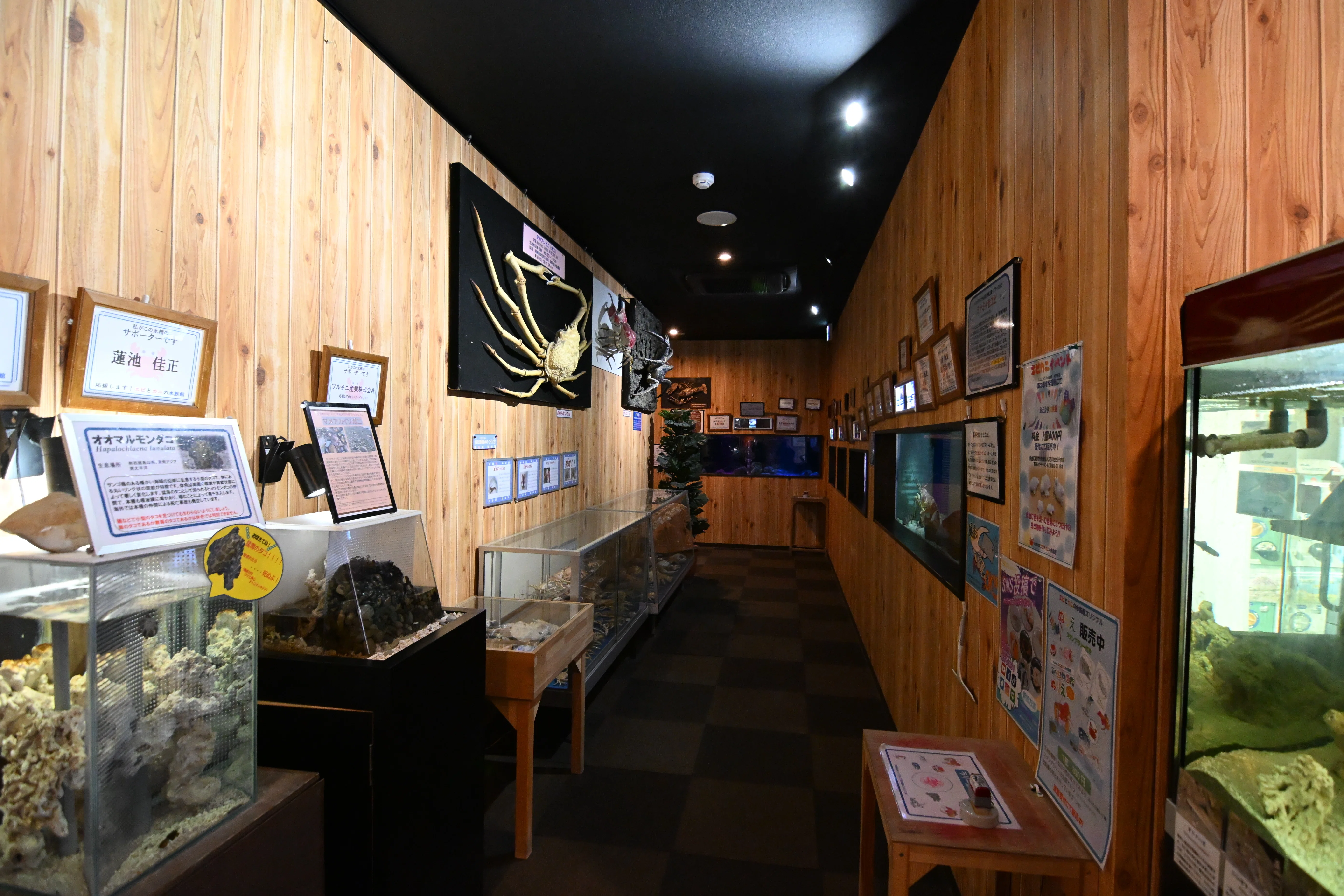 20251115_すさみ町立エビとカニの水族館【Nikon Z50IIと水族館】｜山ネズミ