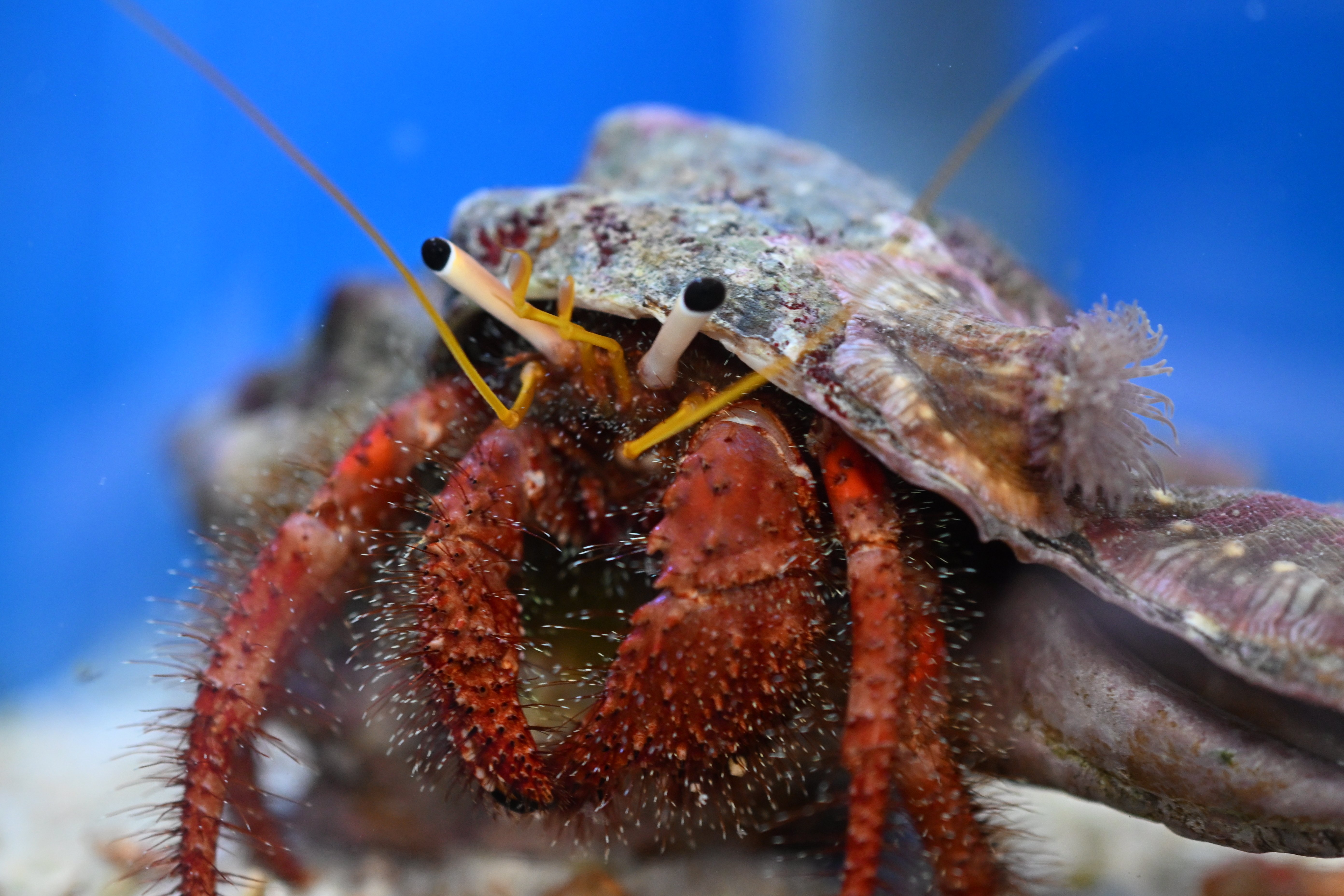 20251115_すさみ町立エビとカニの水族館【Nikon Z50IIと水族館】｜山ネズミ