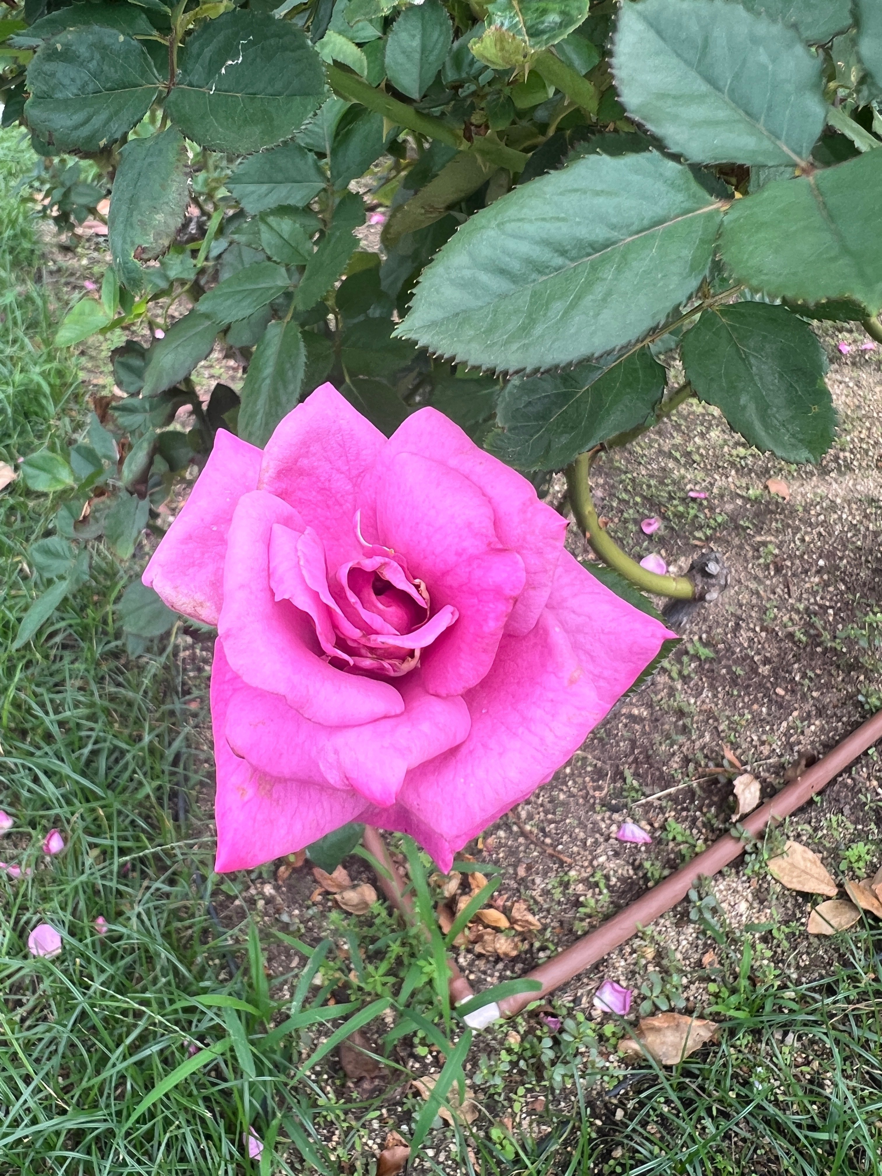 バラの花 🇩🇪ショッキング・ブルー（Shocking Blue）🌹中之島バラ園｜ぱぽ