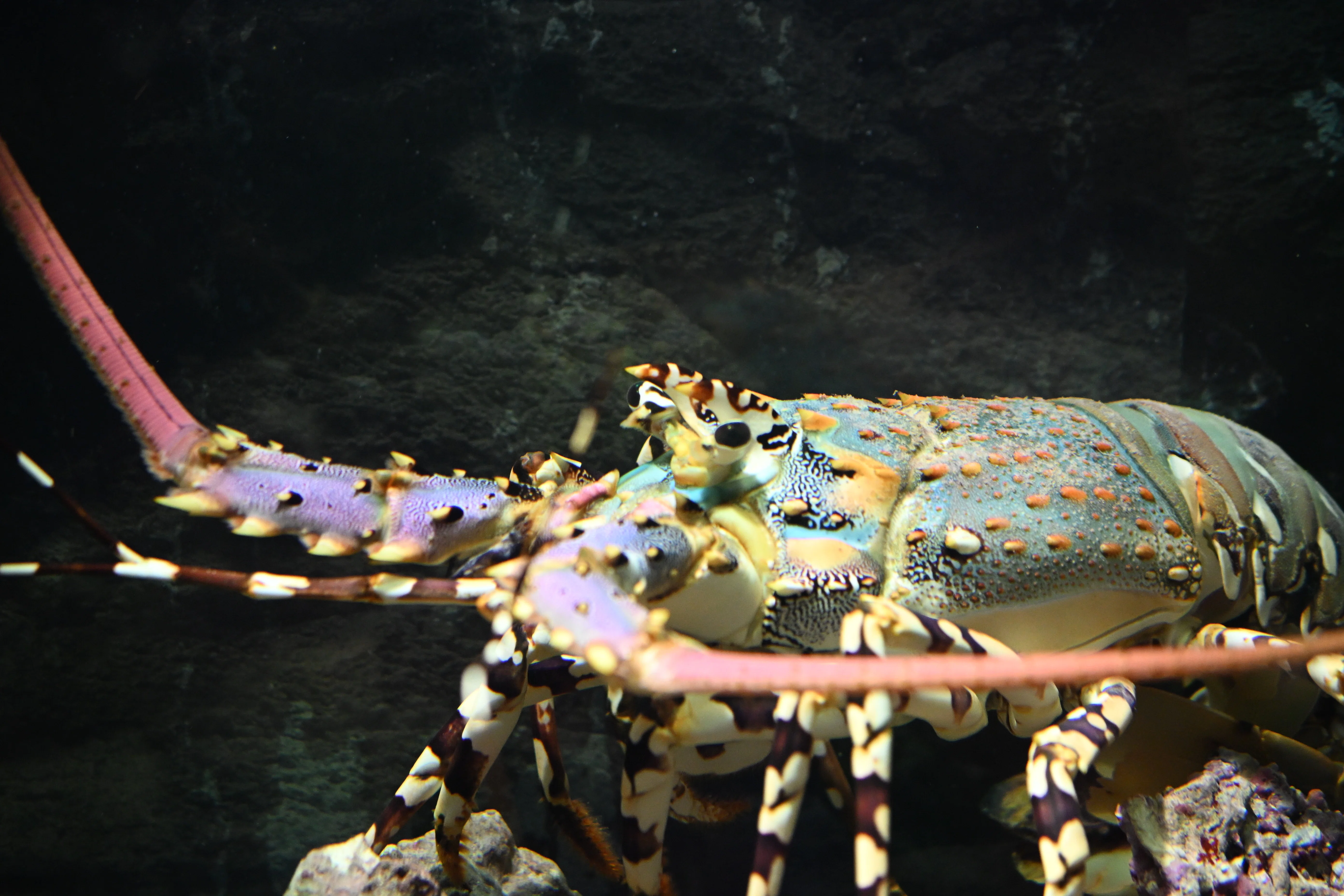 20251115_すさみ町立エビとカニの水族館【Nikon Z50IIと水族館】｜山ネズミ