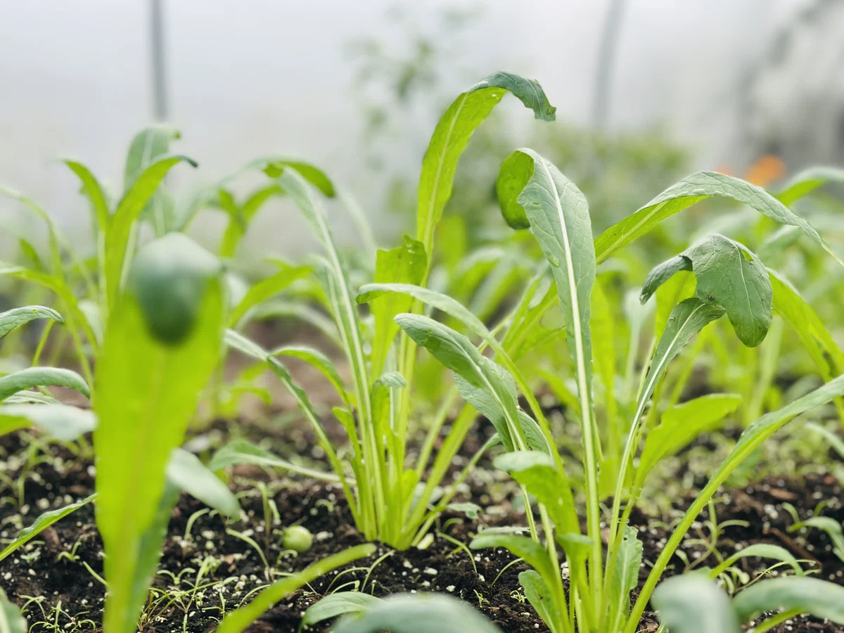 I started working at a farm across the hill. Notes from my study abroad ...