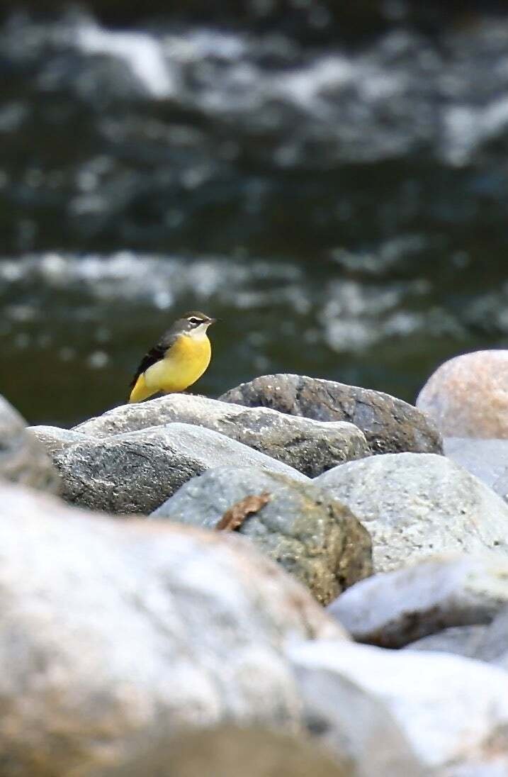 渓谷の黄色い鳥｜kuro335