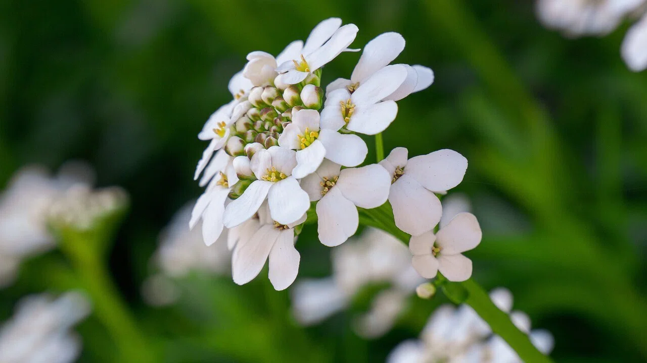 イベリス | 白き花列が紡ぐ、南欧の庭の色彩｜Fioria｜花とハーブのWeb 
