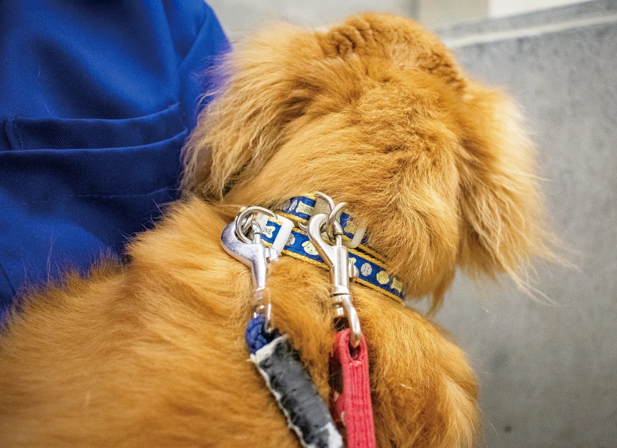 2本のリードを付けた犬