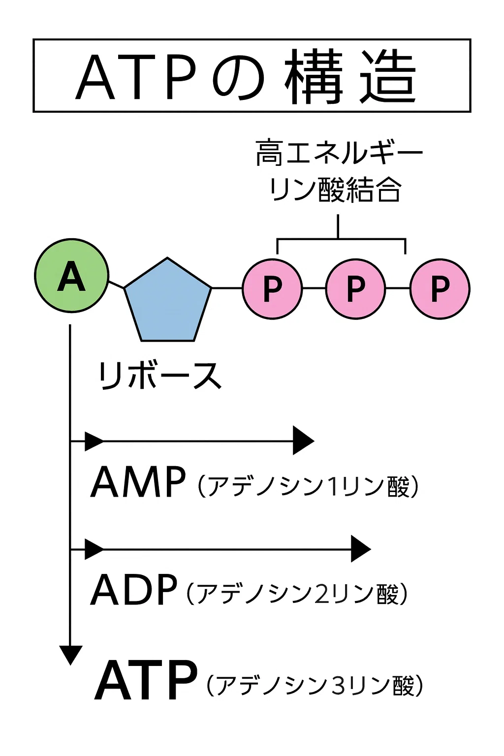 今日から“伸びる”練習だけする:競泳を科学でアップデートする方法｜競泳オタク大学