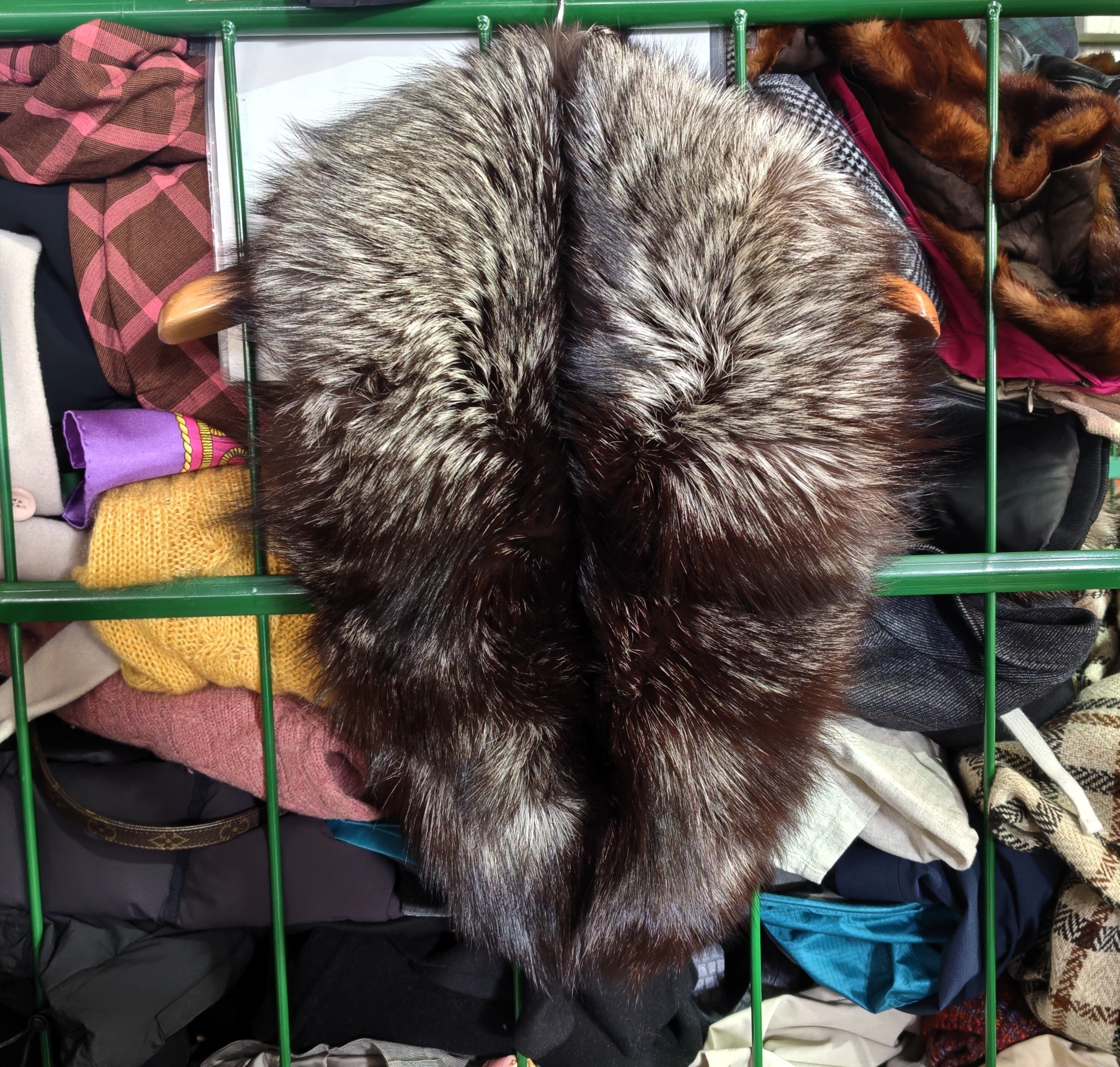 SAGA FOX🦊サガフォックスの襟巻をレスキューした🎉ゴールドラベル