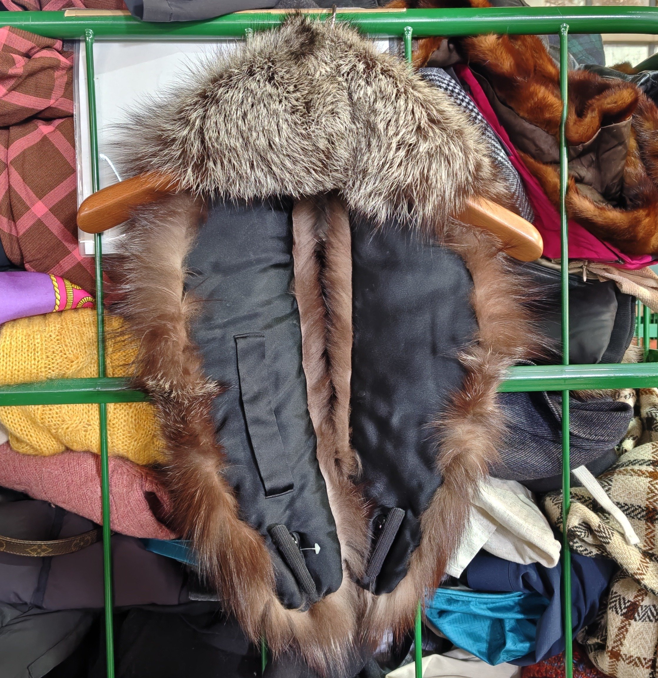 SAGA FOX🦊サガフォックスの襟巻をレスキューした🎉ゴールドラベル