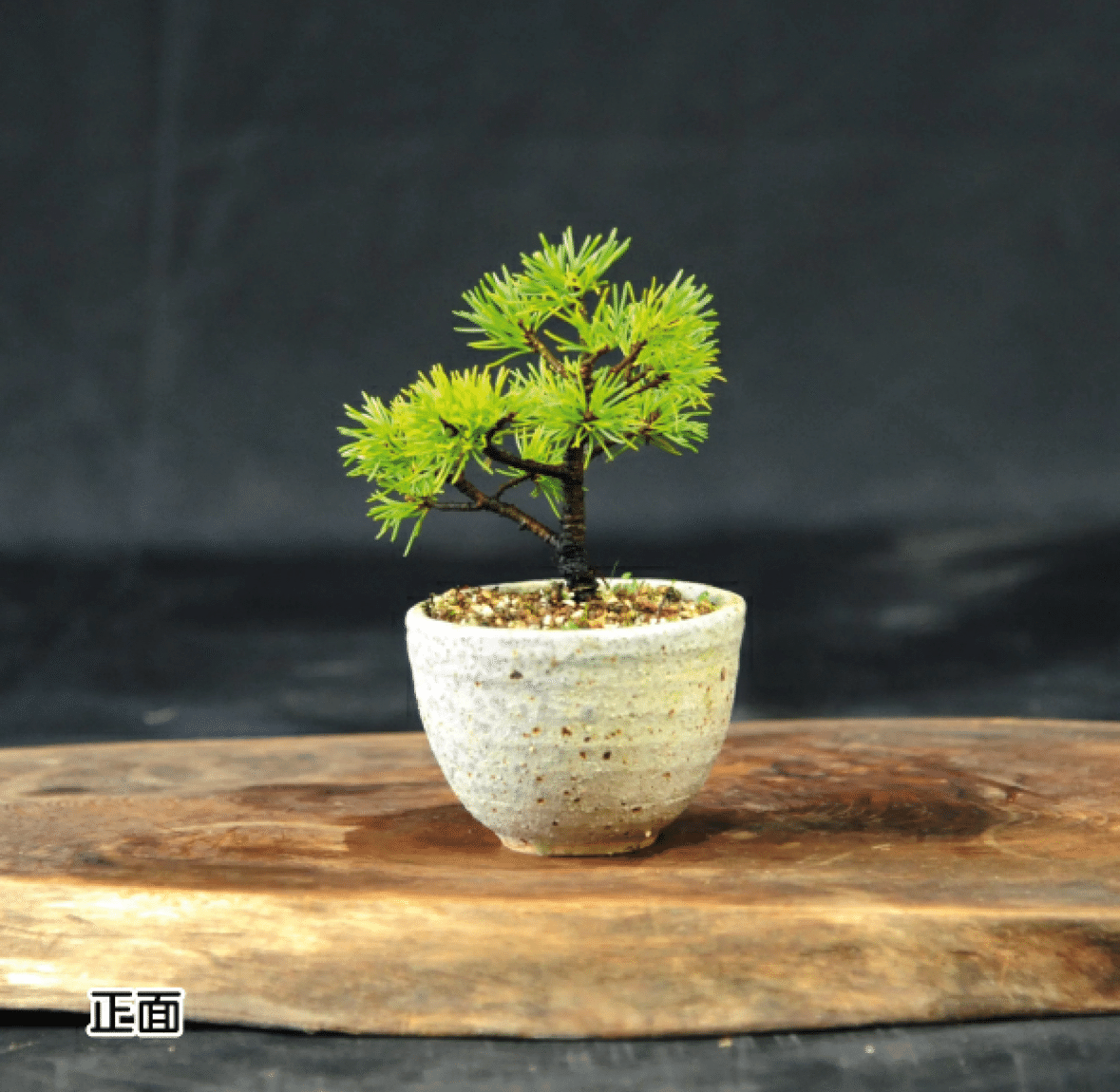 ふるさと納税リサーチ】四国中央市の“赤石五葉松（鉢植え）F-145”を