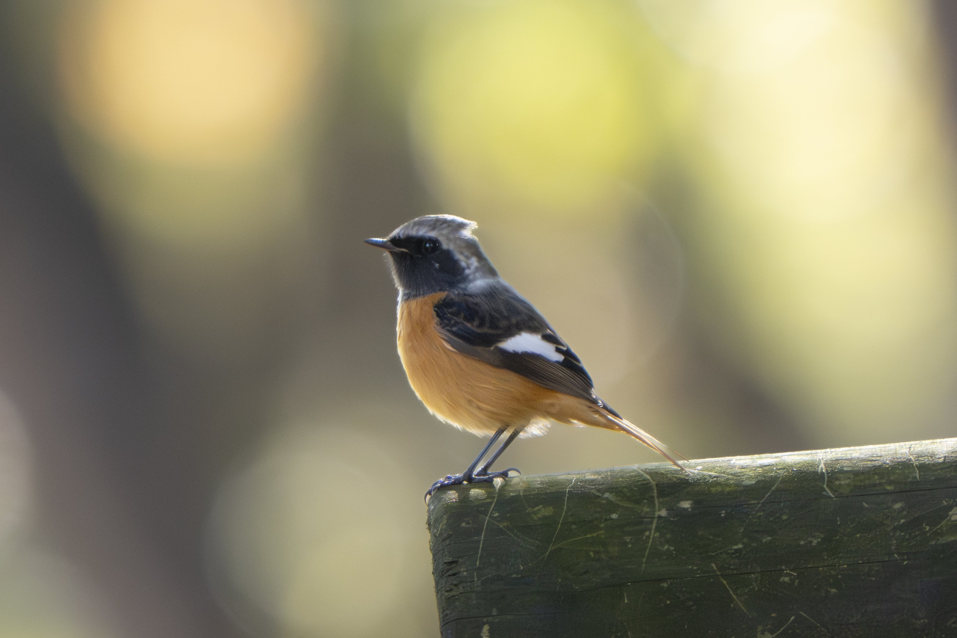 冬鳥が帰ってきたんだってよ！｜METAL