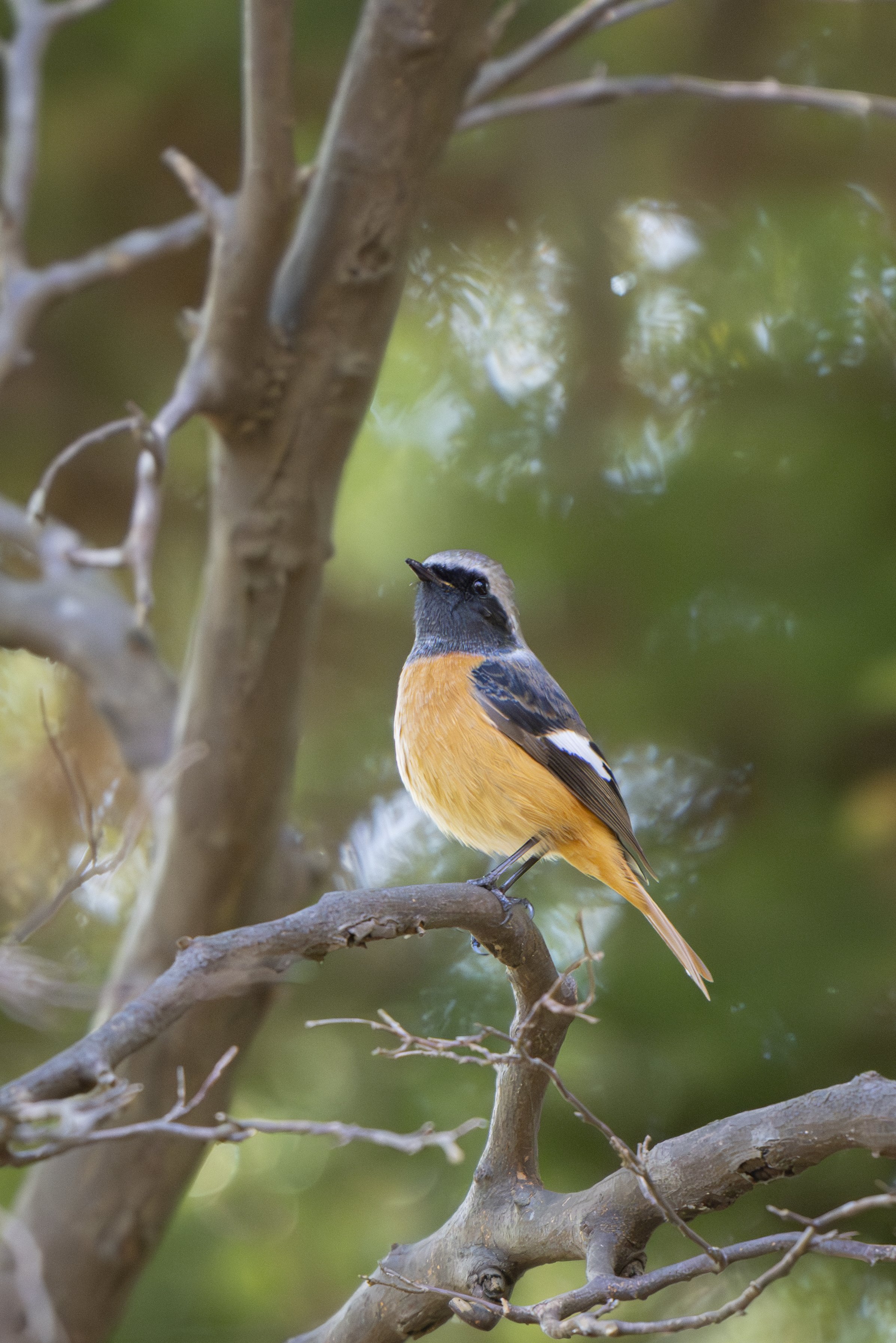 冬鳥が帰ってきたんだってよ！｜METAL